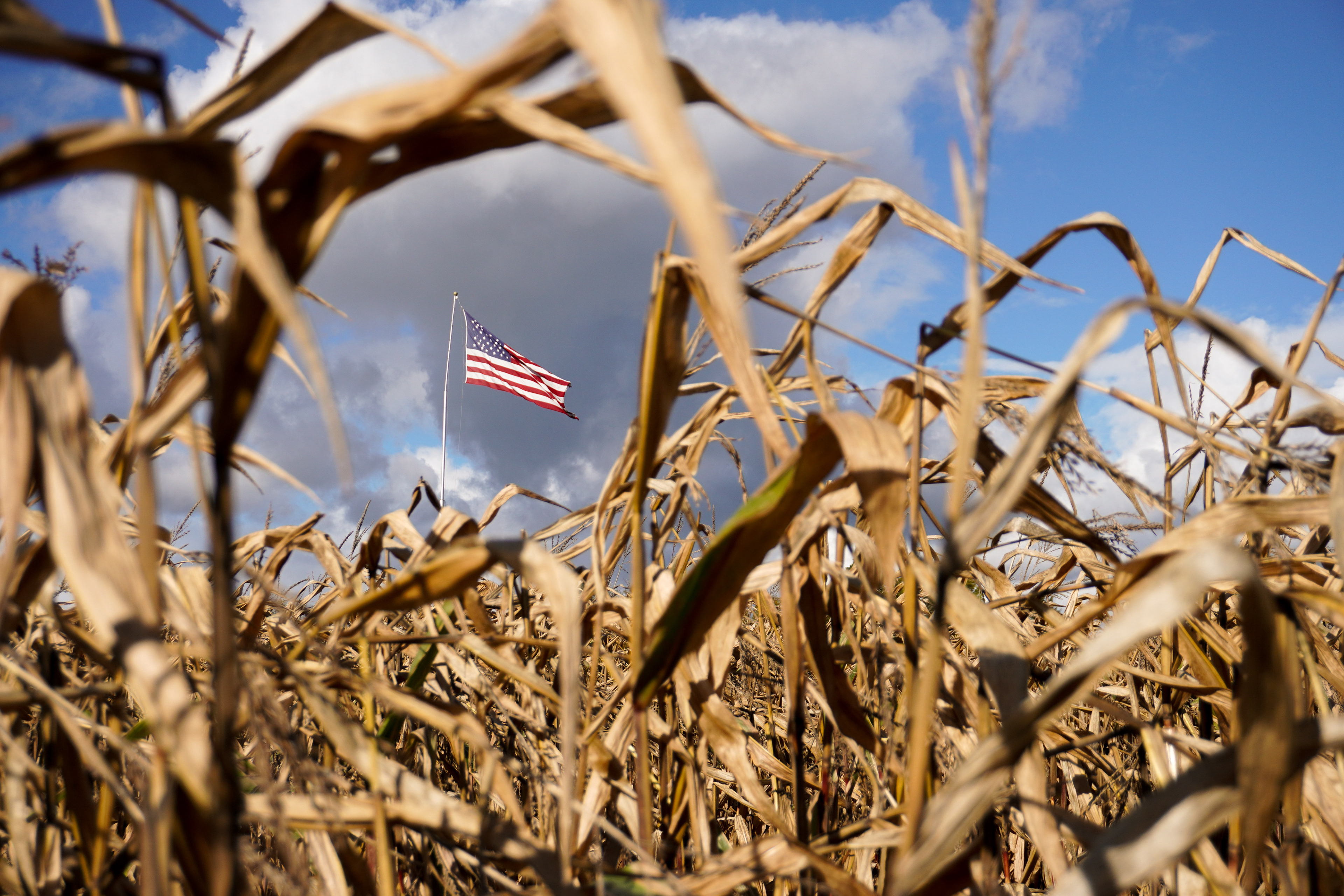 An American flag flies high above the Pumpkin Hollow cornfield, turned into a maze during the autumn season in Syracuse, New York