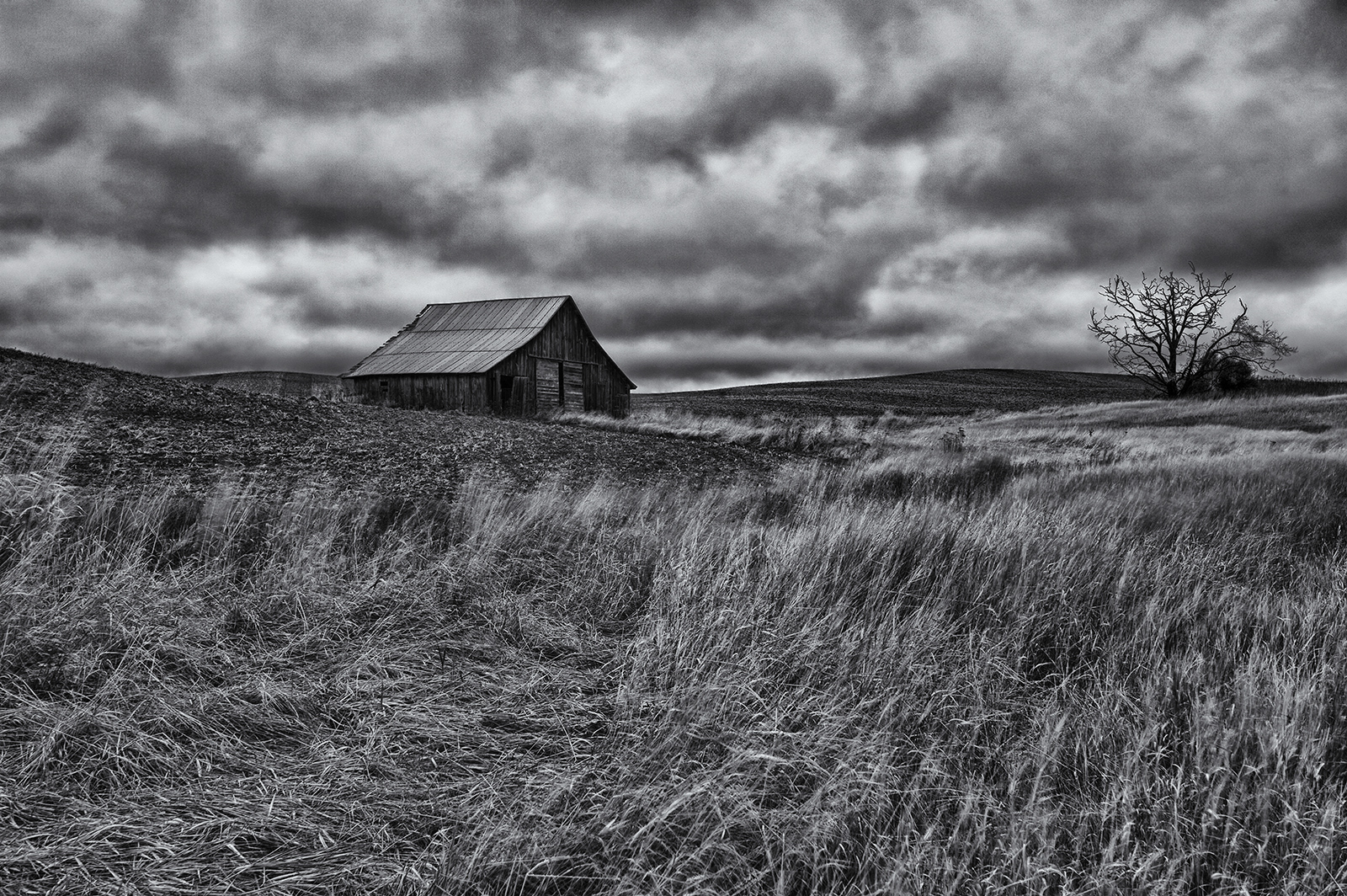 Old SR 195 Barn & Tree #2 B&W