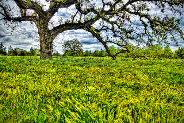 Valley Oaks Trail #1 Color