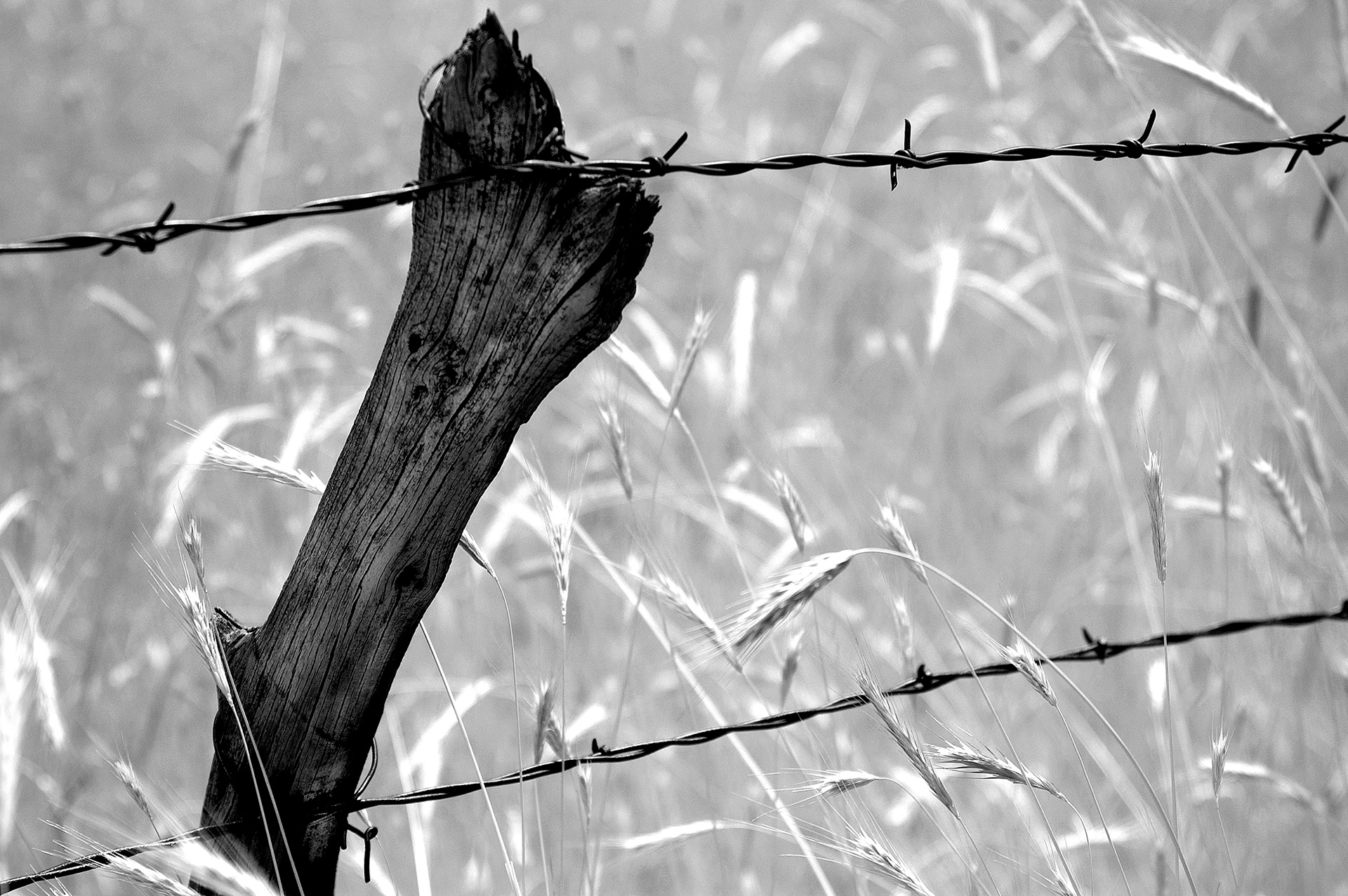 Barbed Wire Fence