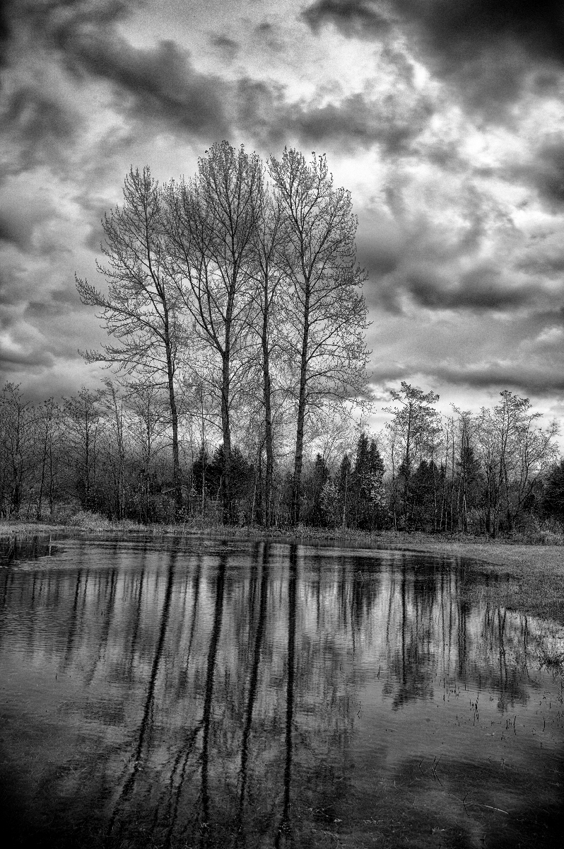 Hannegan Road Tree Reflection #1