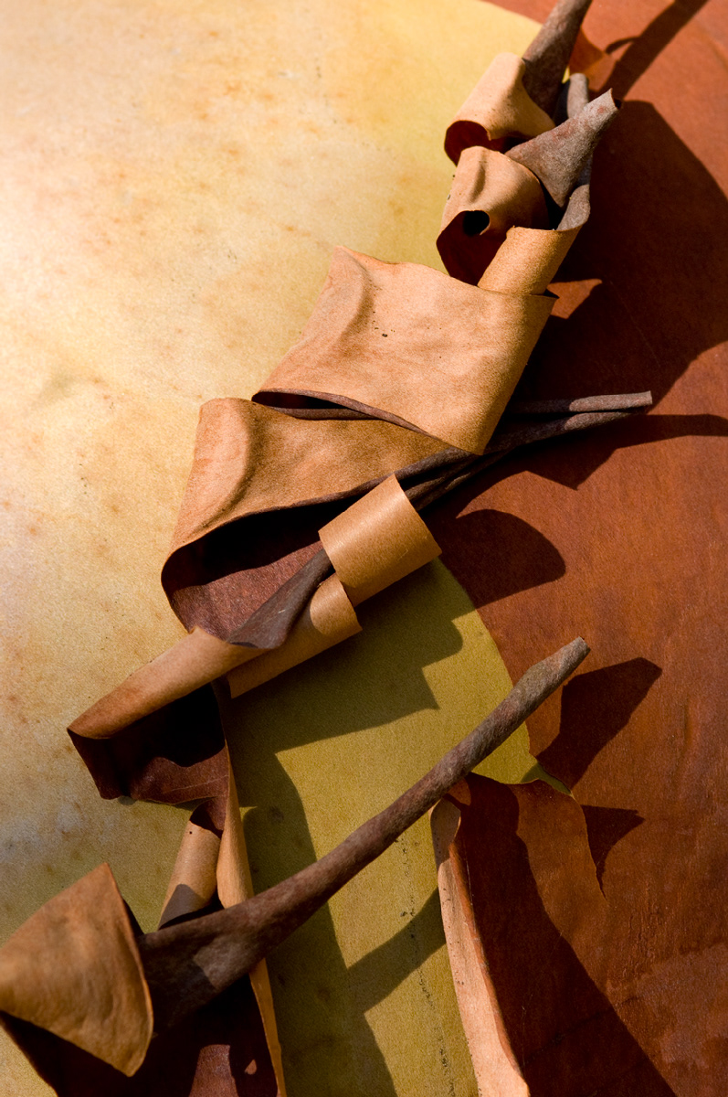 Stuart Island Manzanita Bark #1