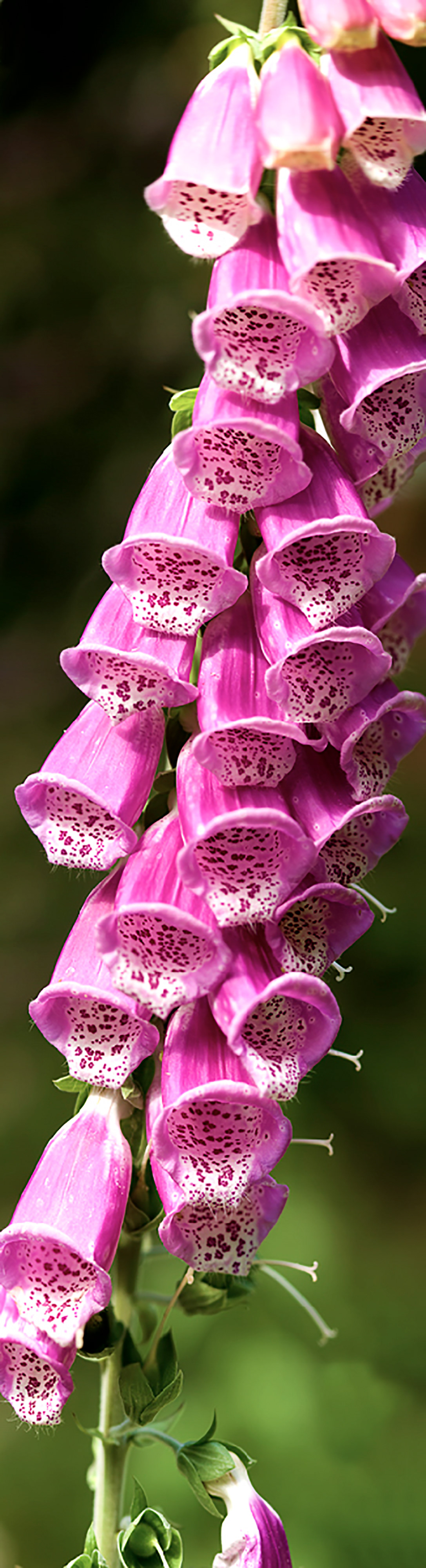 Foxgloves