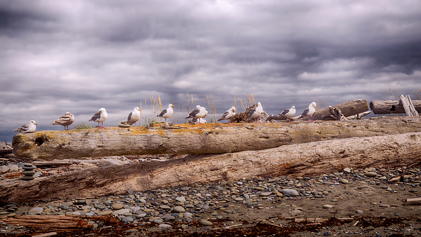 Gulls Panorama