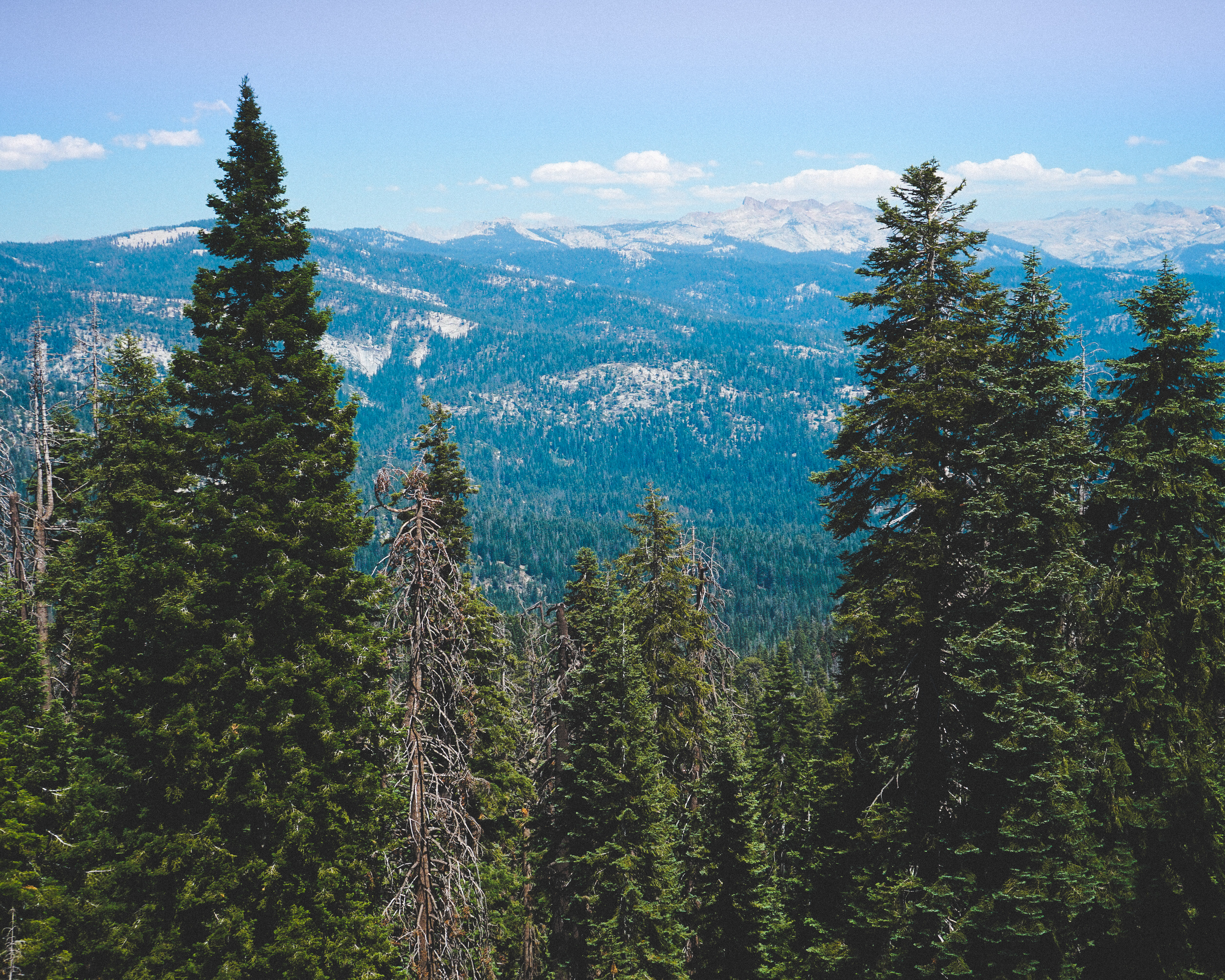 Sequoia Natl Park 2020
