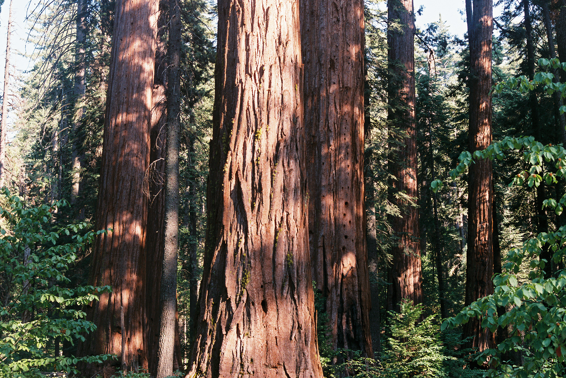 Big Trees California 2017