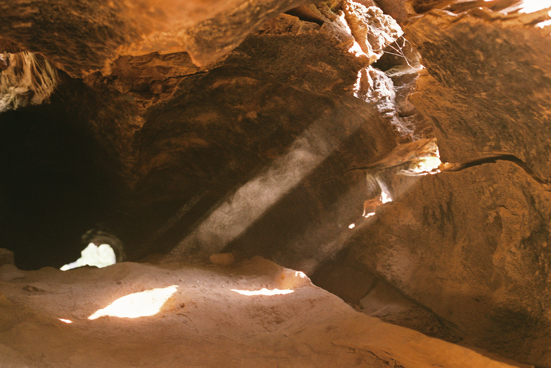 Big Trees California 2017