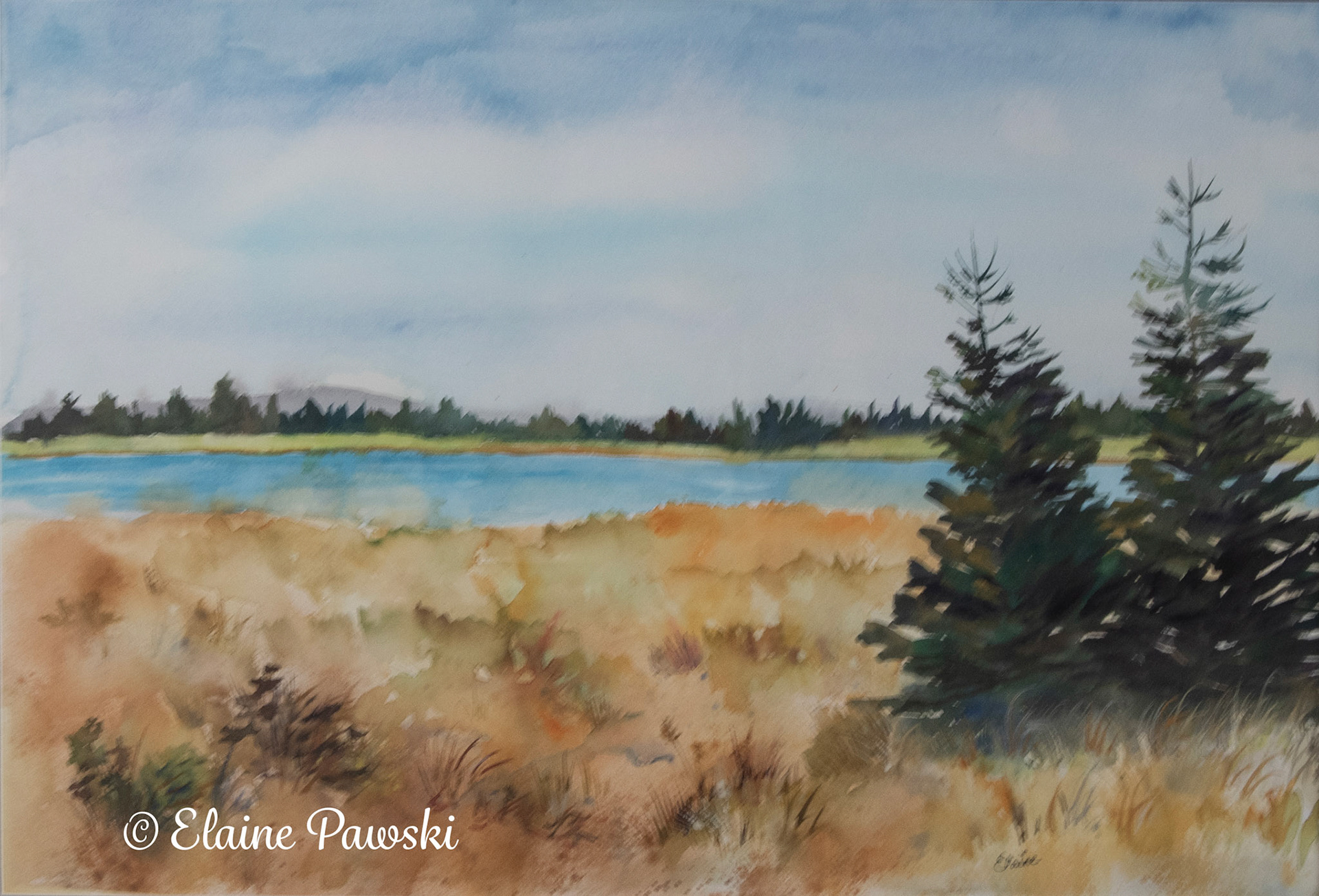 Lake and Evergreens