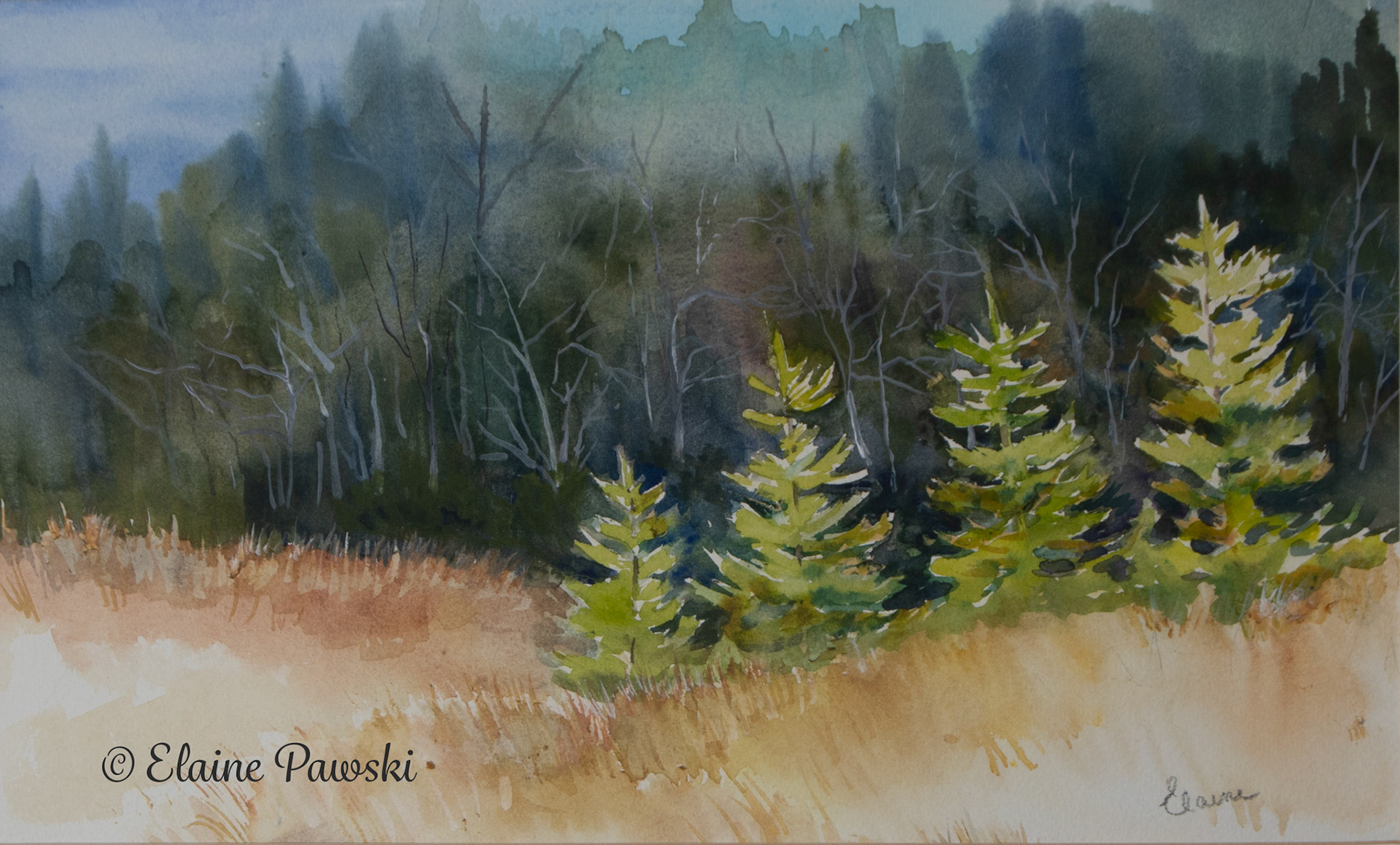 4 Little Evergreens