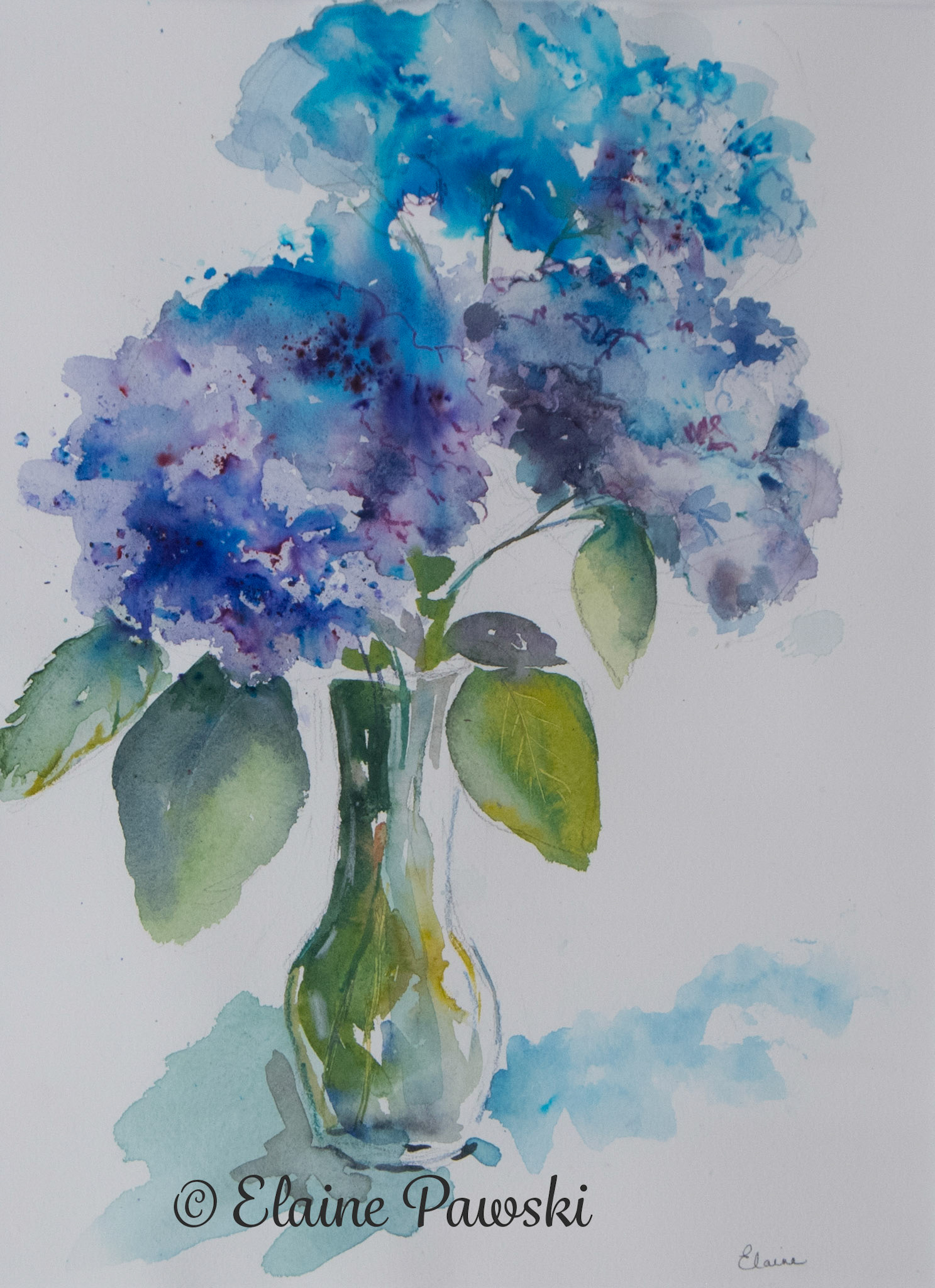 Hydrangeas