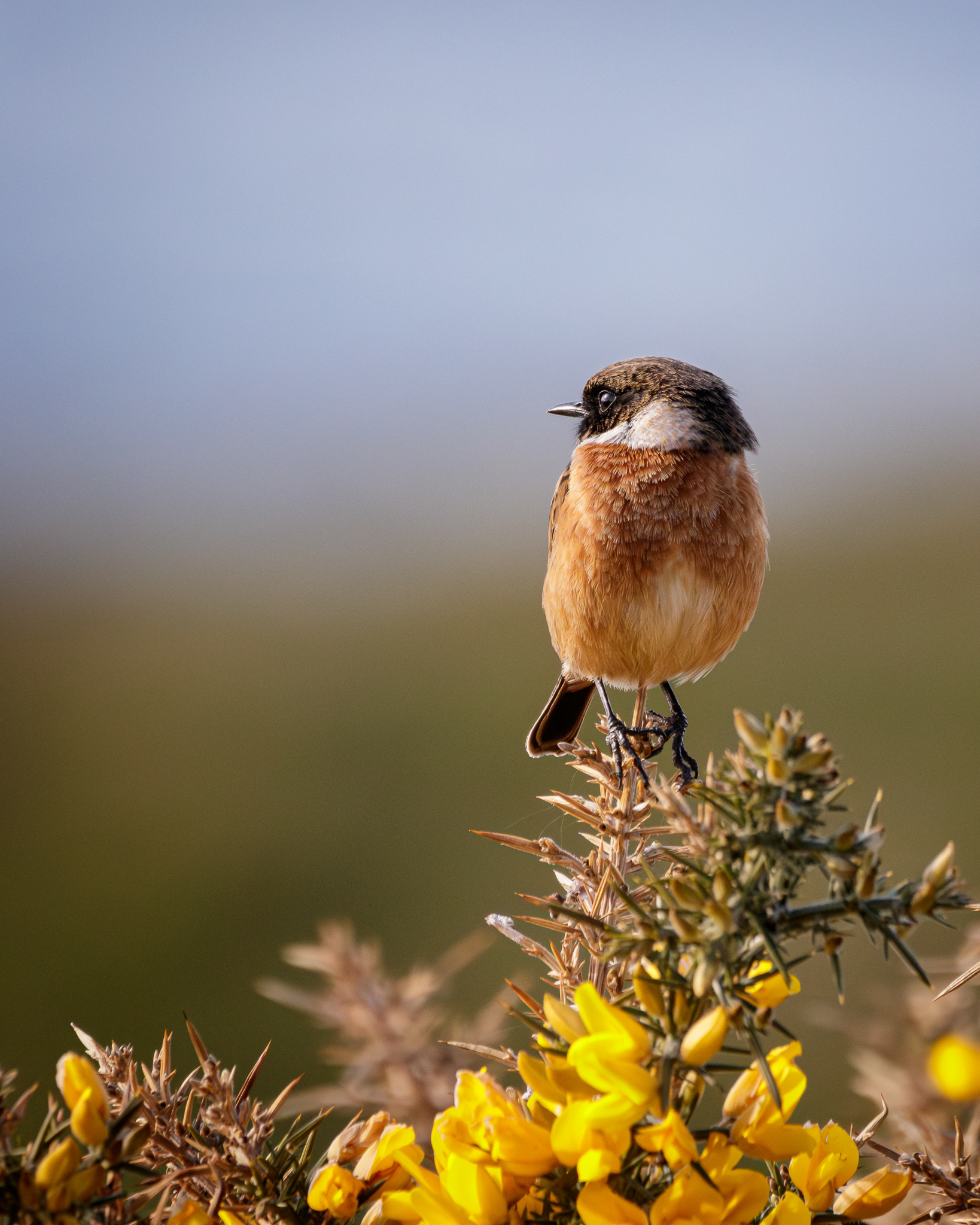 Stone Chat
