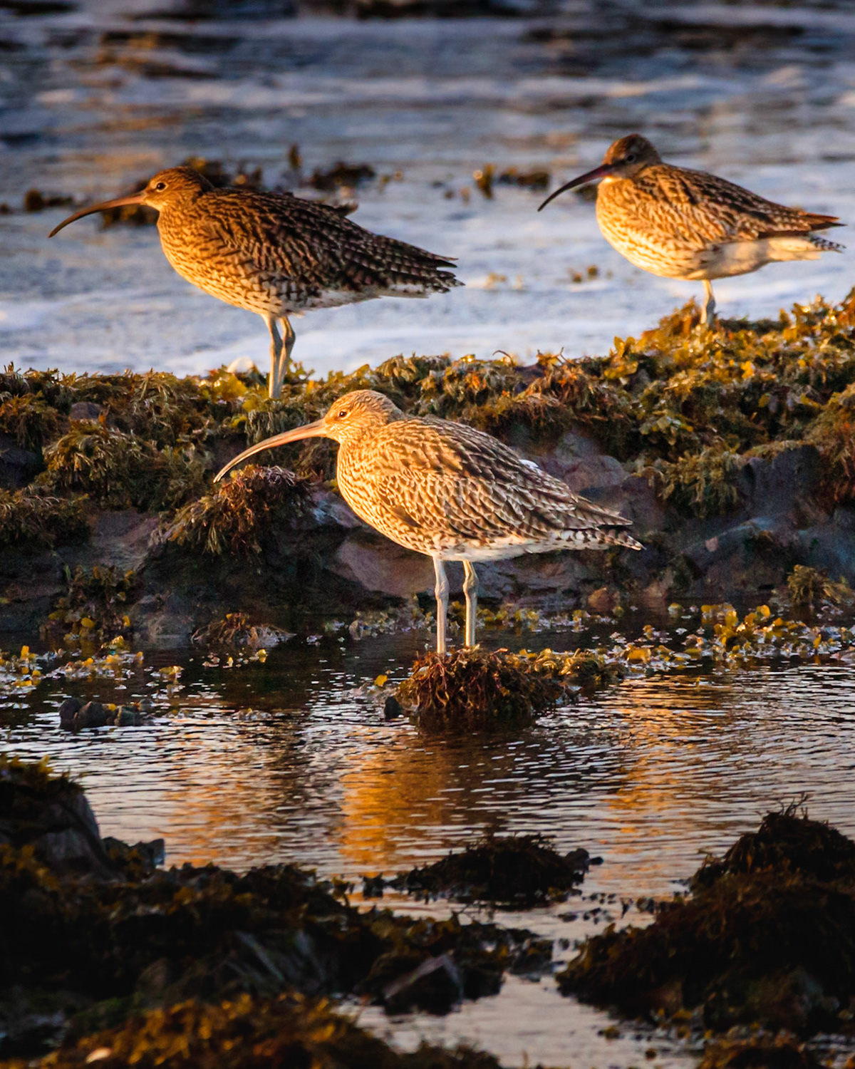 Curlews at sunset