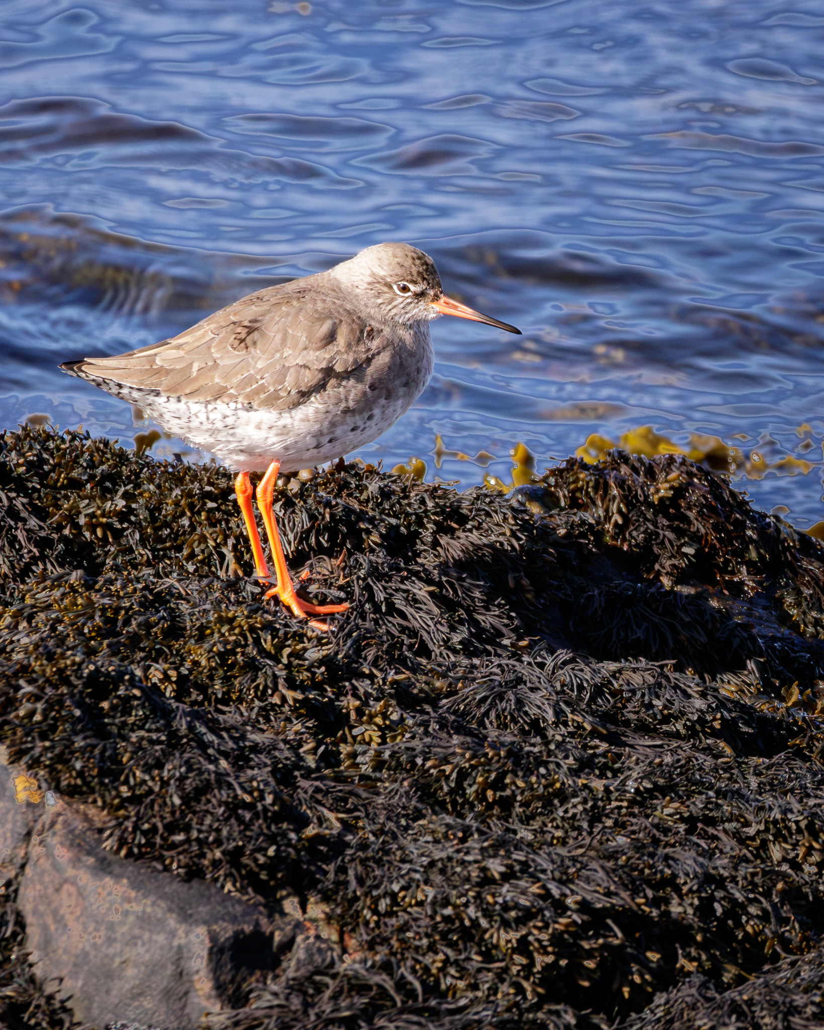 Common Redshank (Sandpiper)