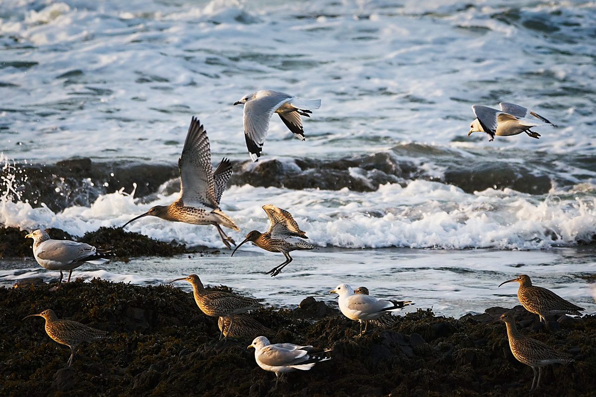 Seals on Craigenroan