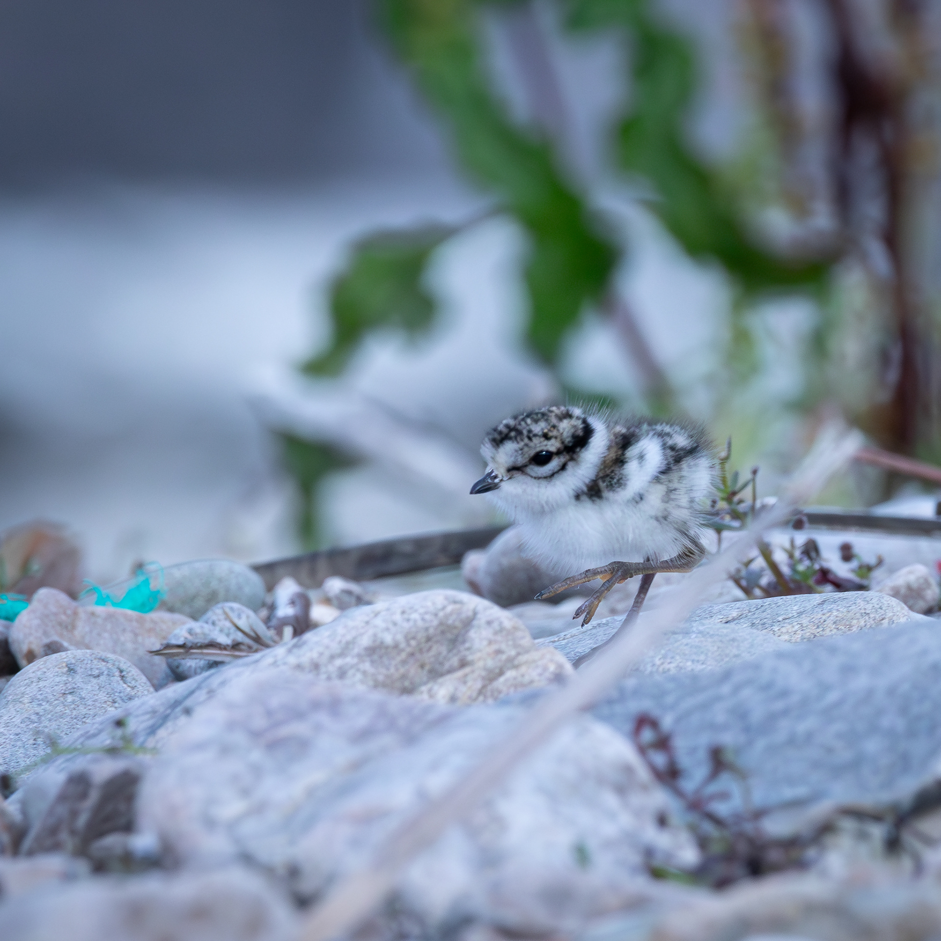 Ringed Plover chick