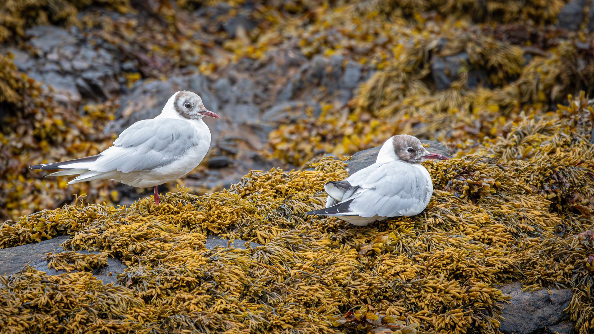 Black Headed Gulls