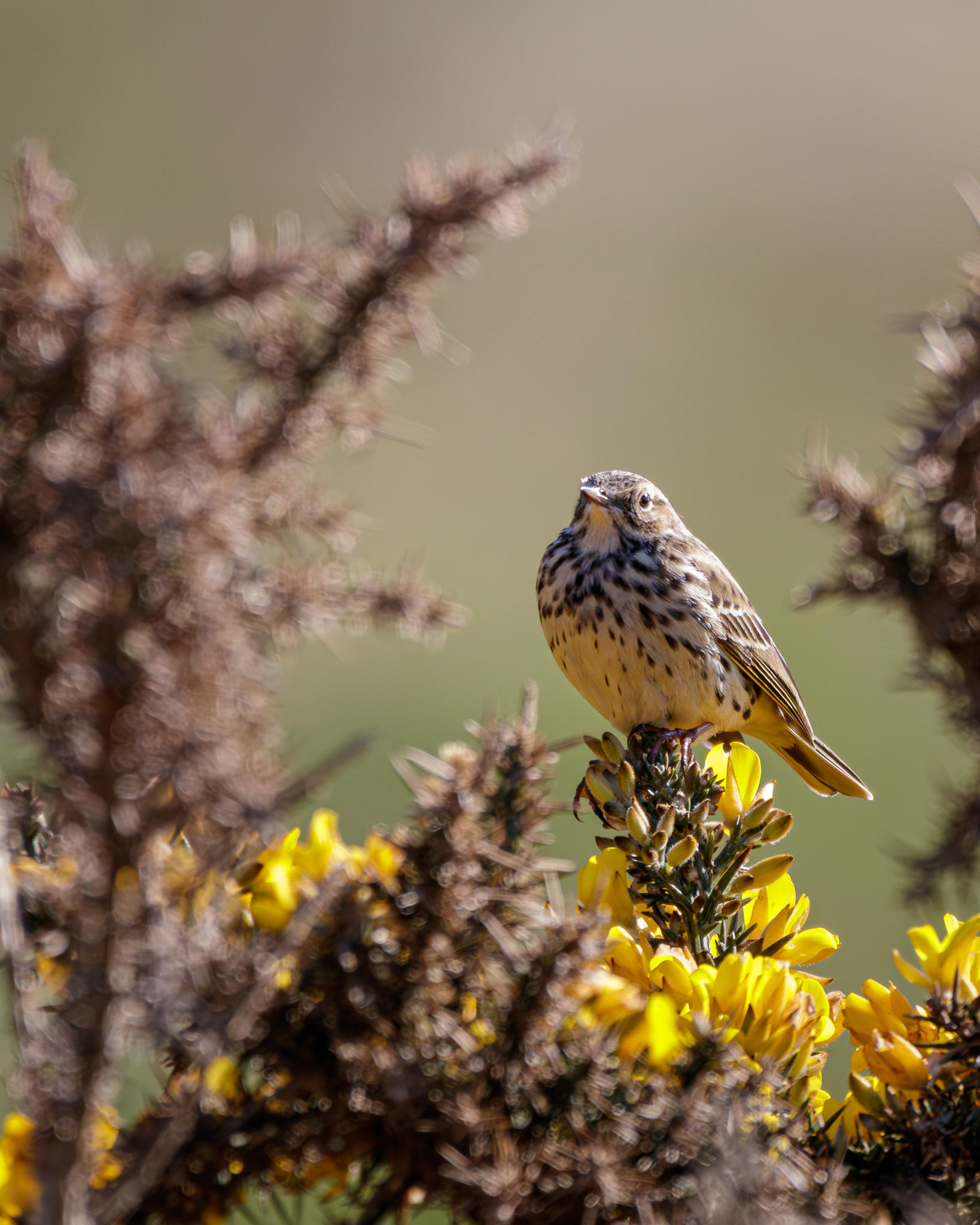 Meadow Pipit