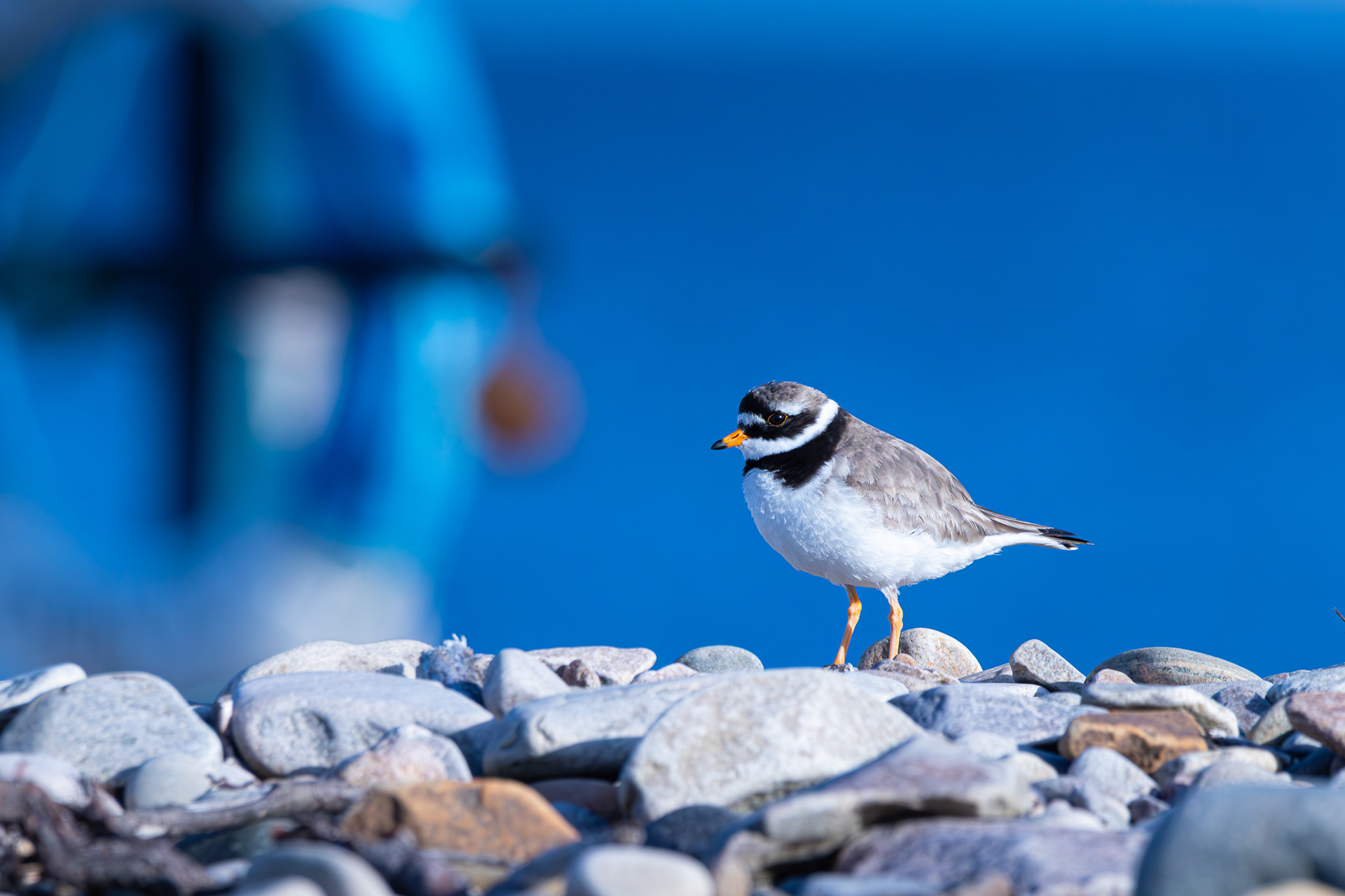Ringed Plover