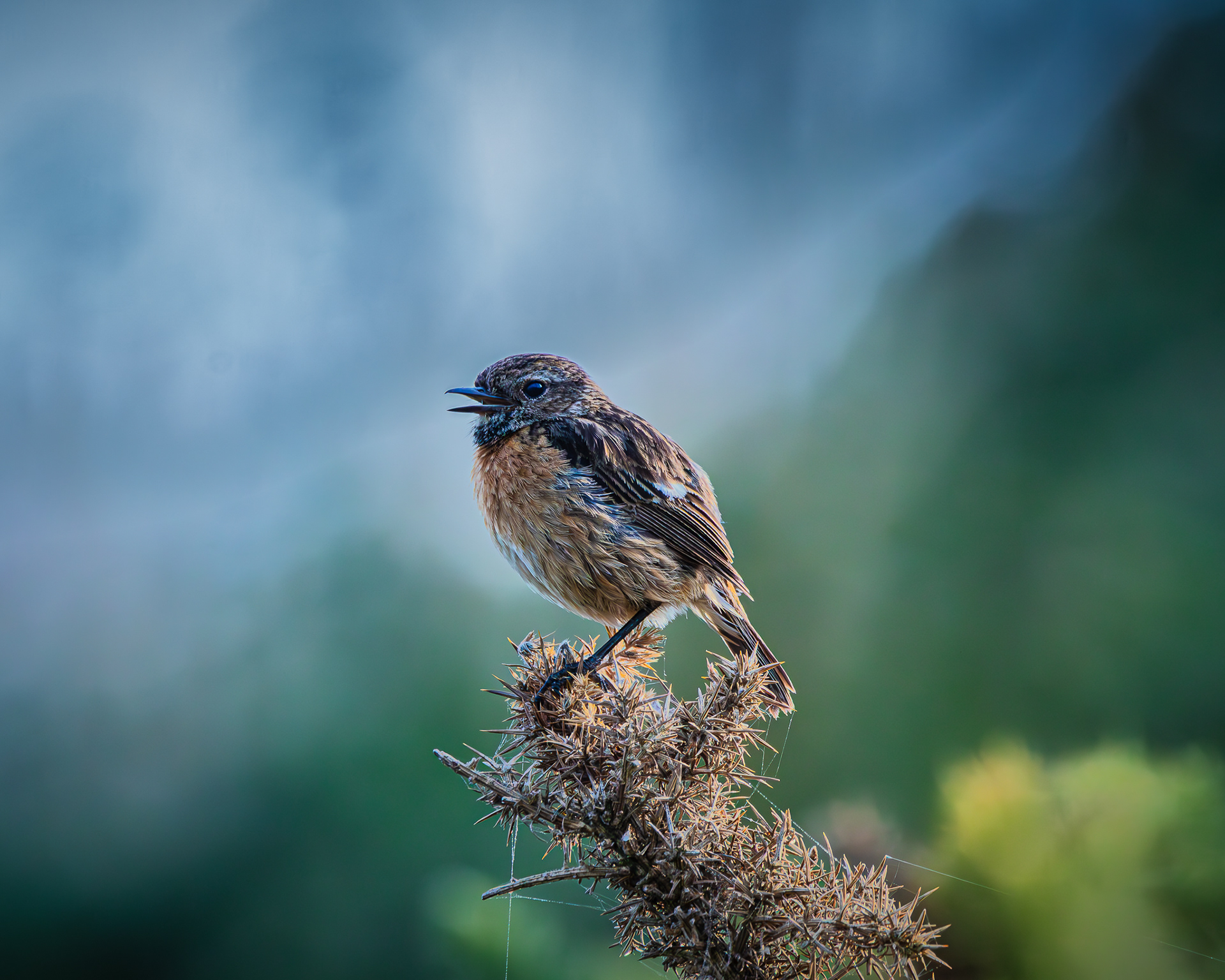 Stonechat