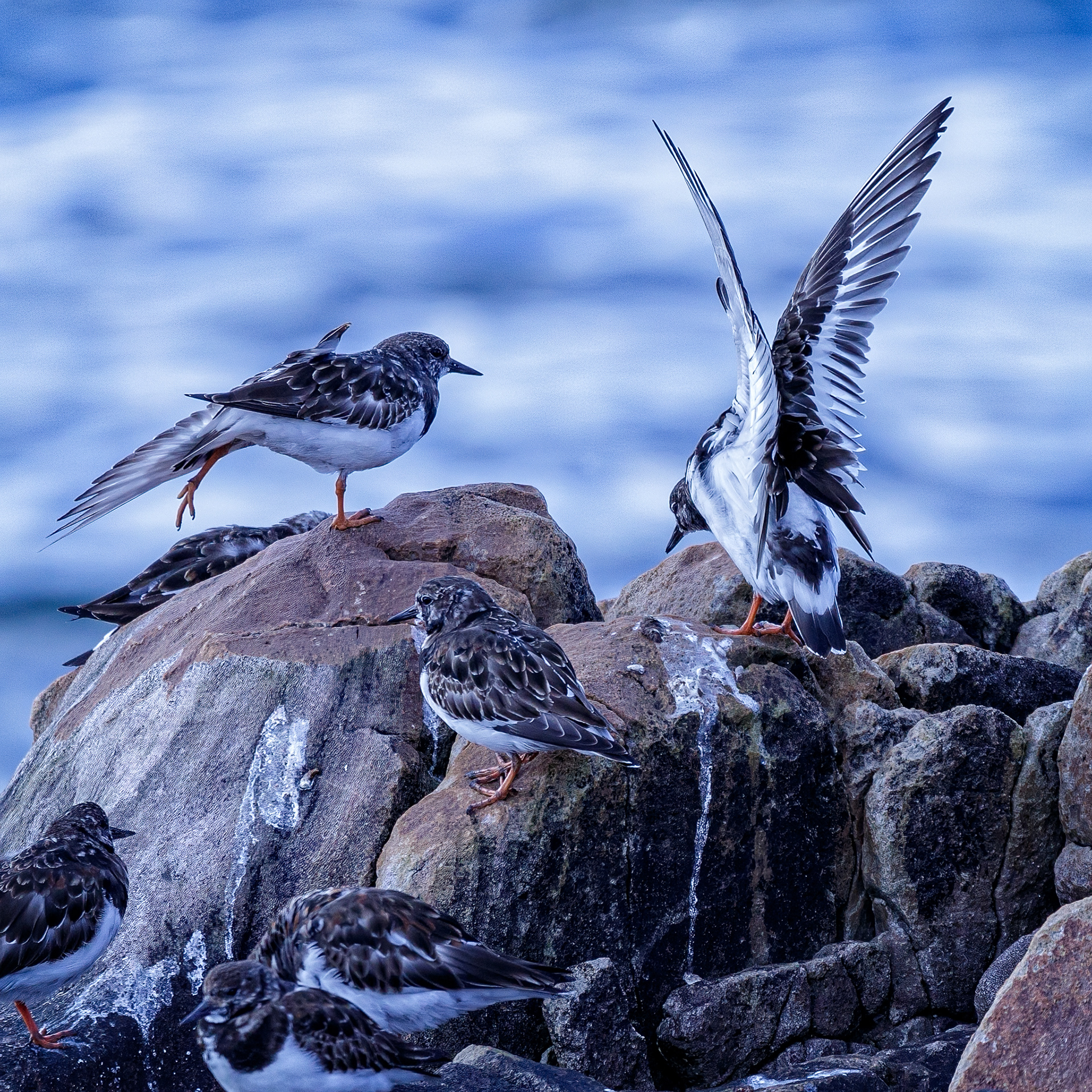 Ruddy Turnstone's