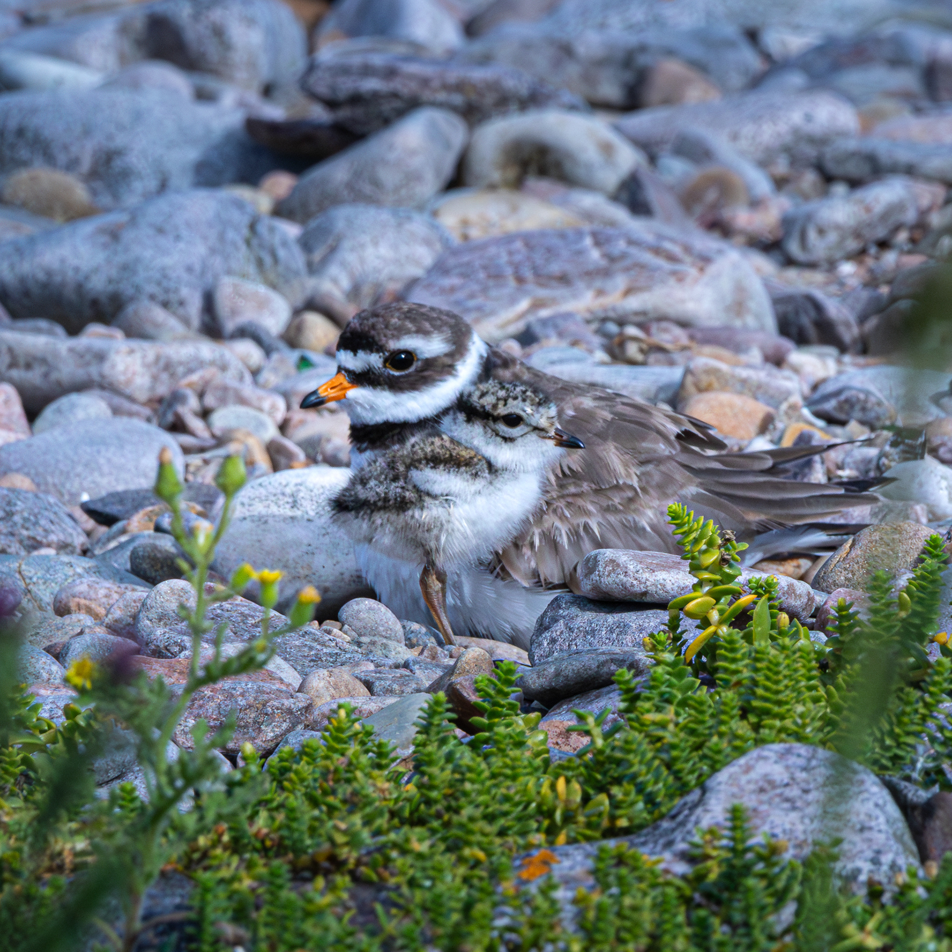 Ringed Plover and chick