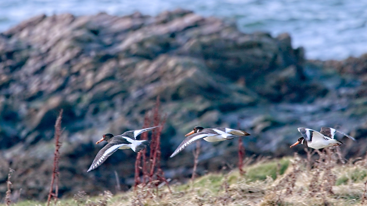 Oyster Catchers