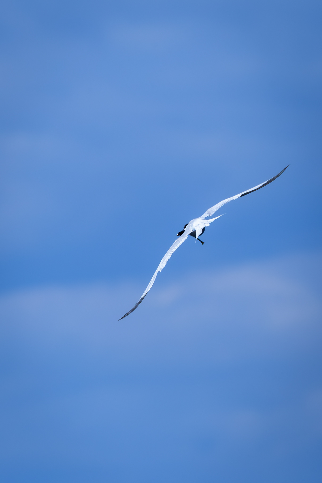 Sandwich Tern