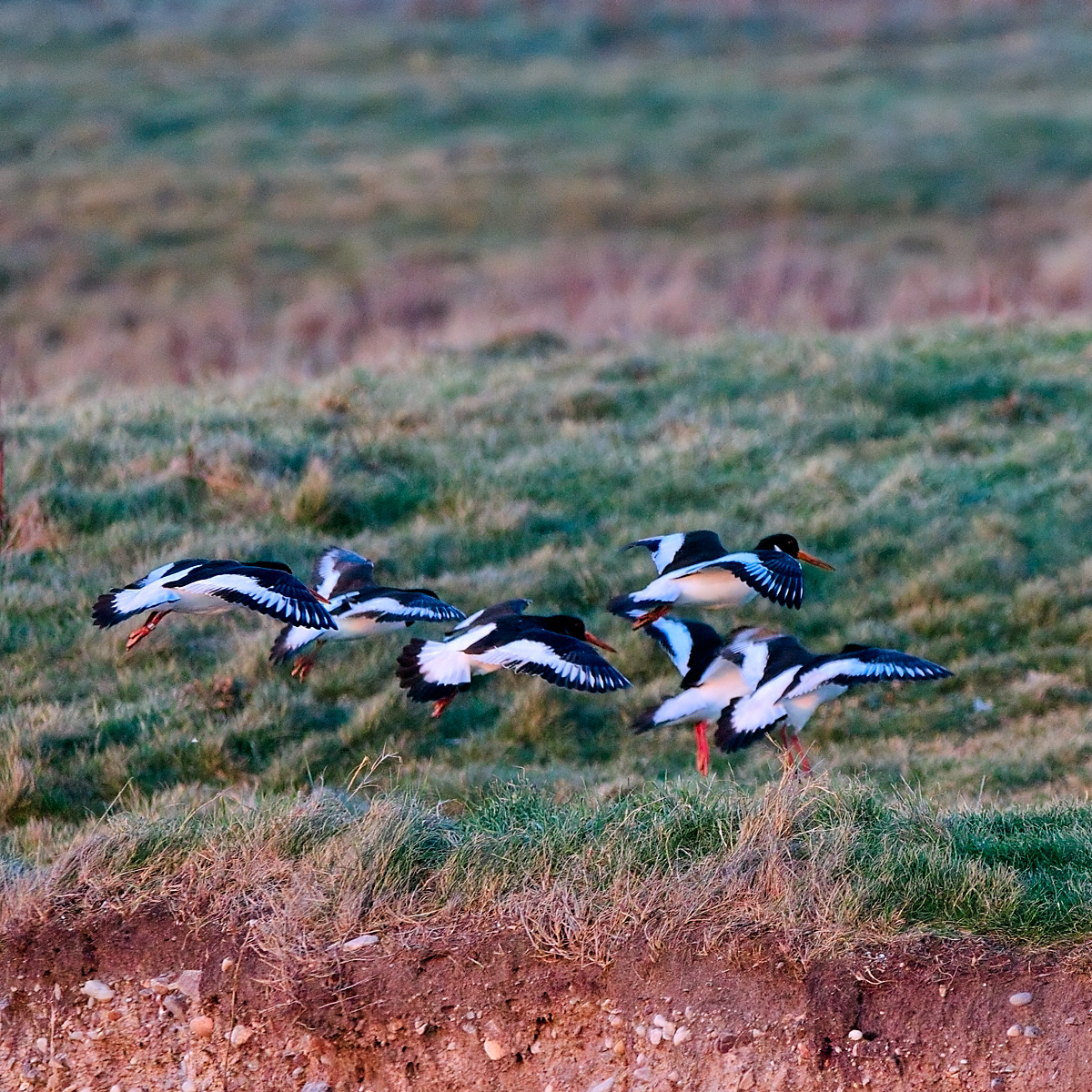 Oyster Catchers