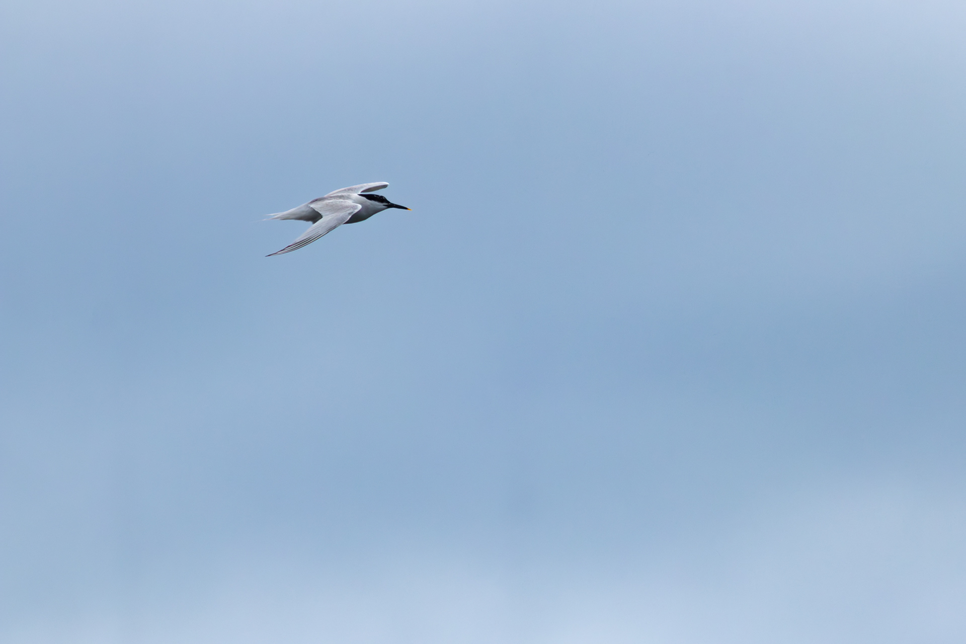 Sandwich Tern