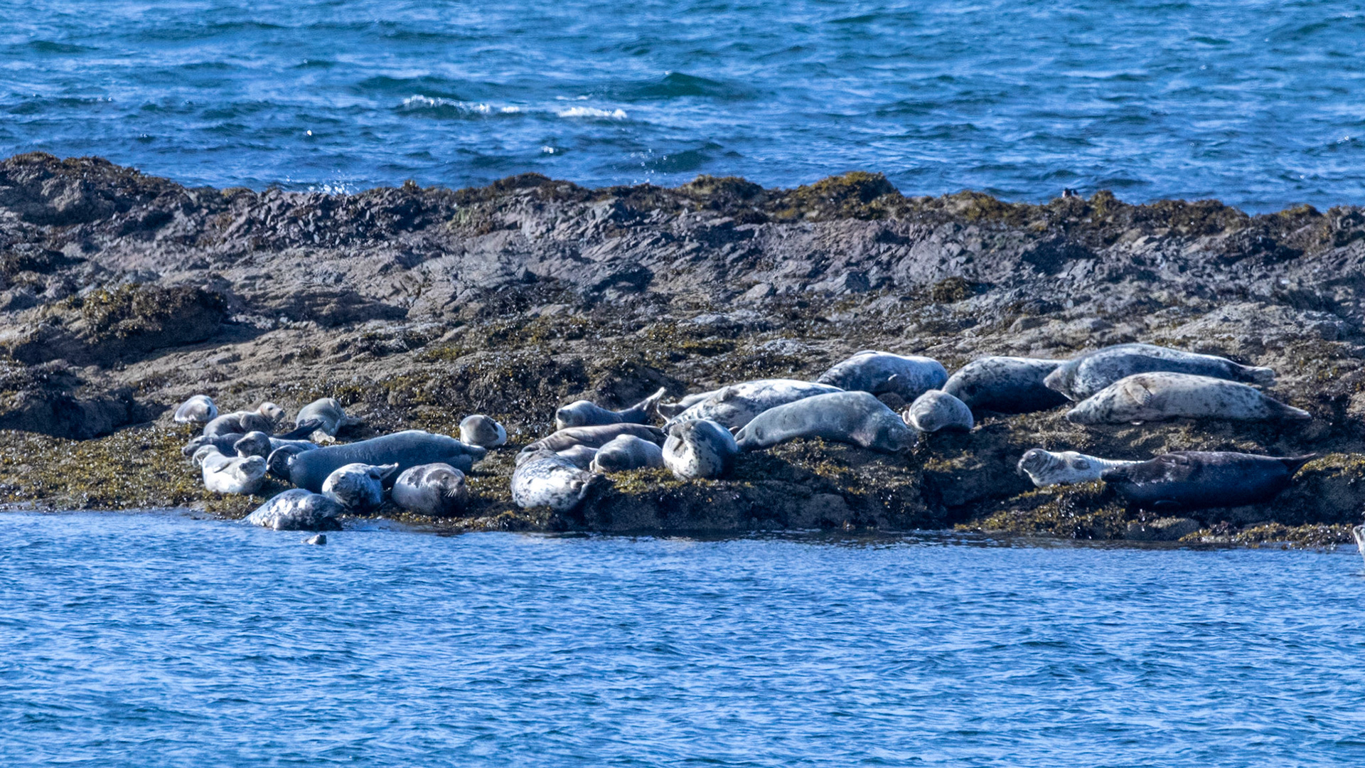 Seals on Craigenroan
