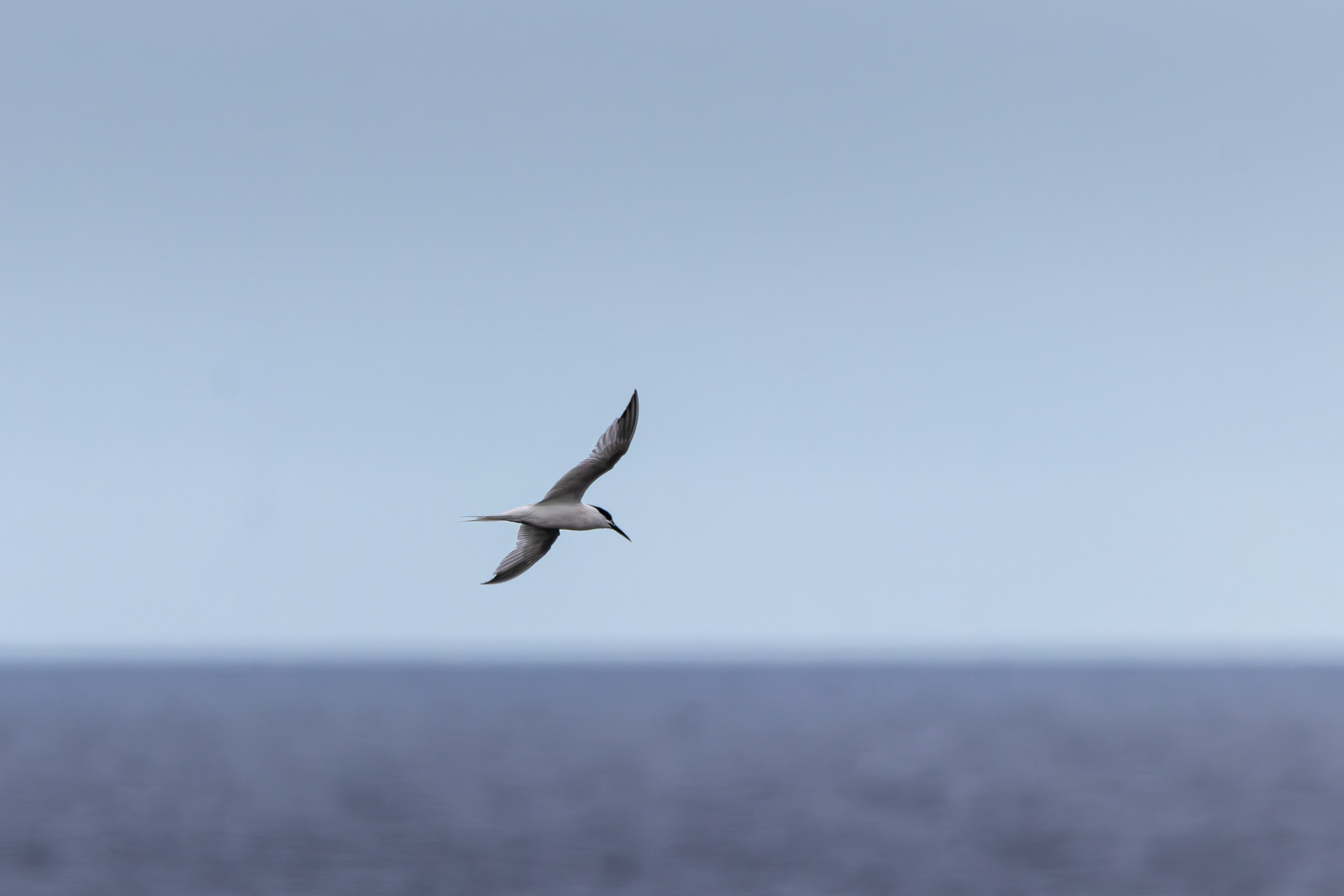 Sandwich Tern