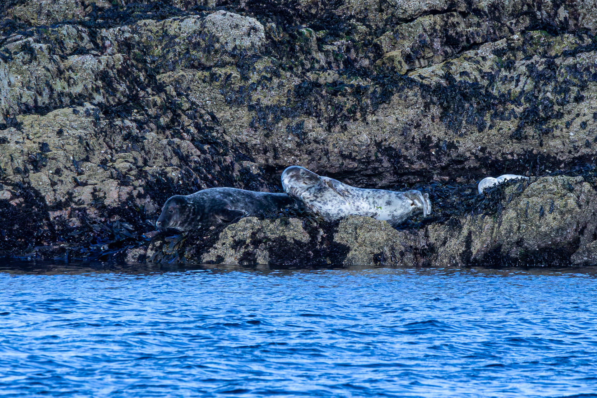 Seals on Craigenroan