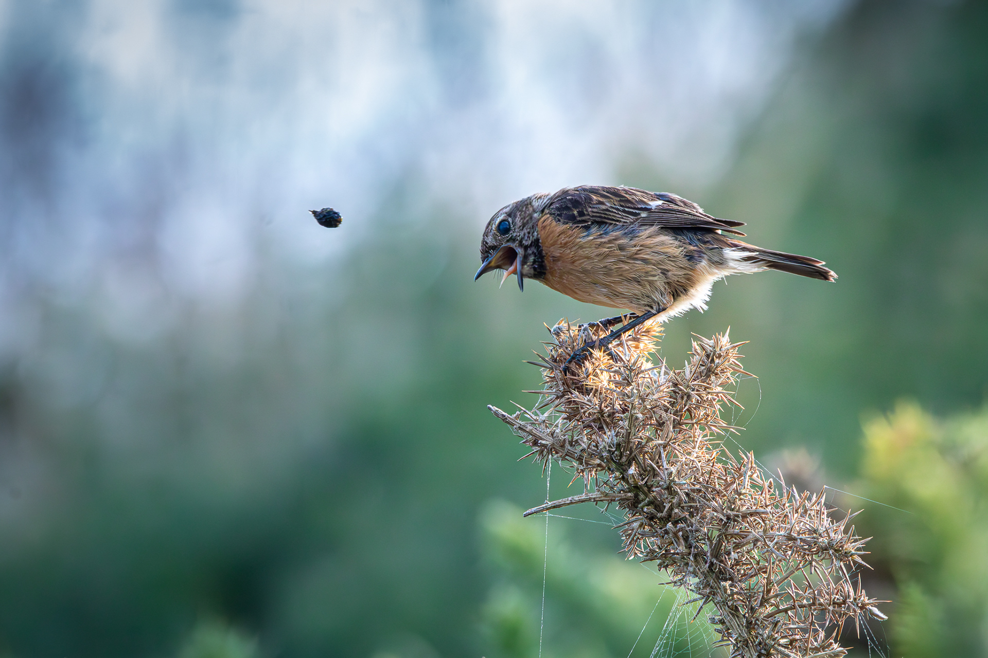 Stonechat