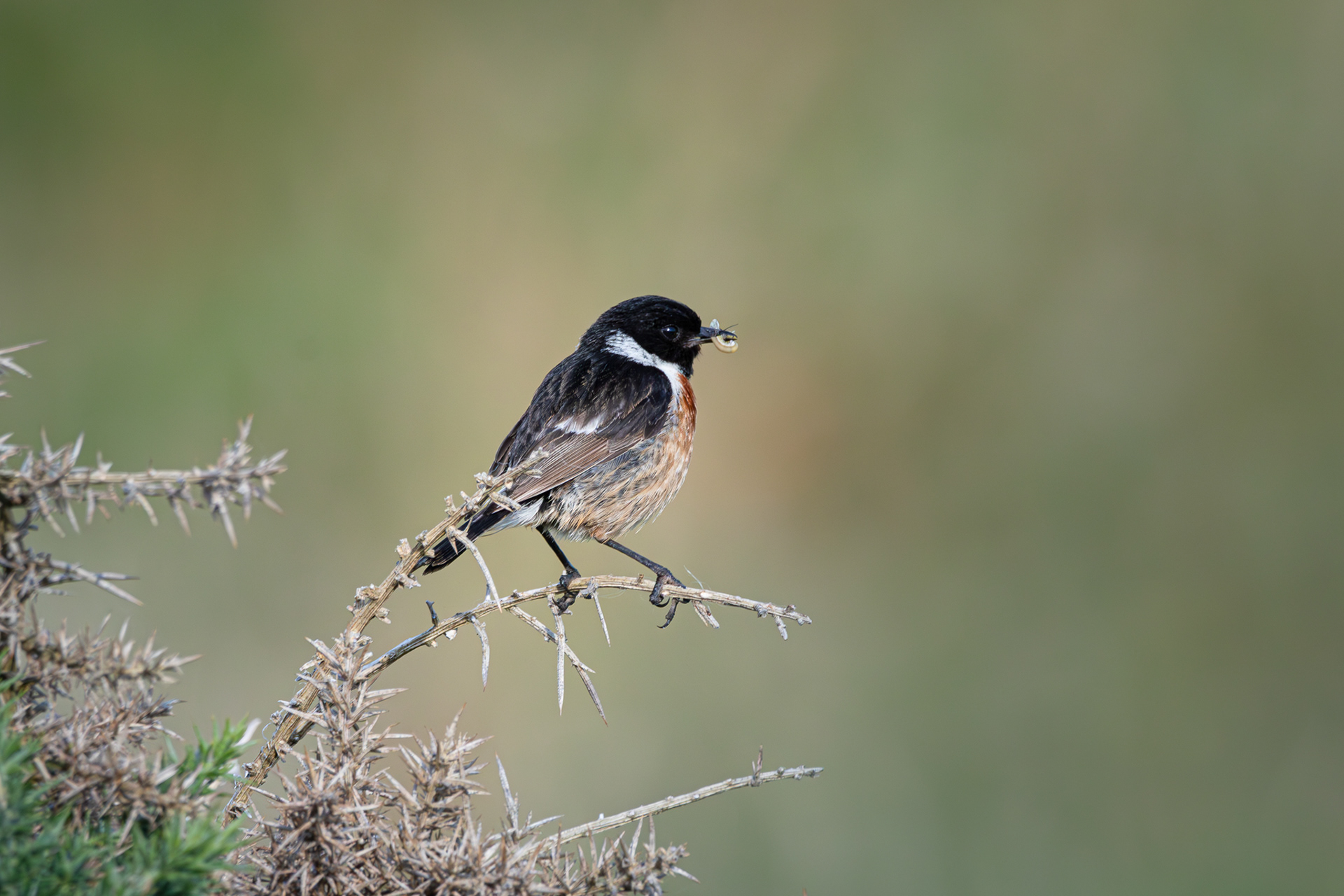 Stonechat