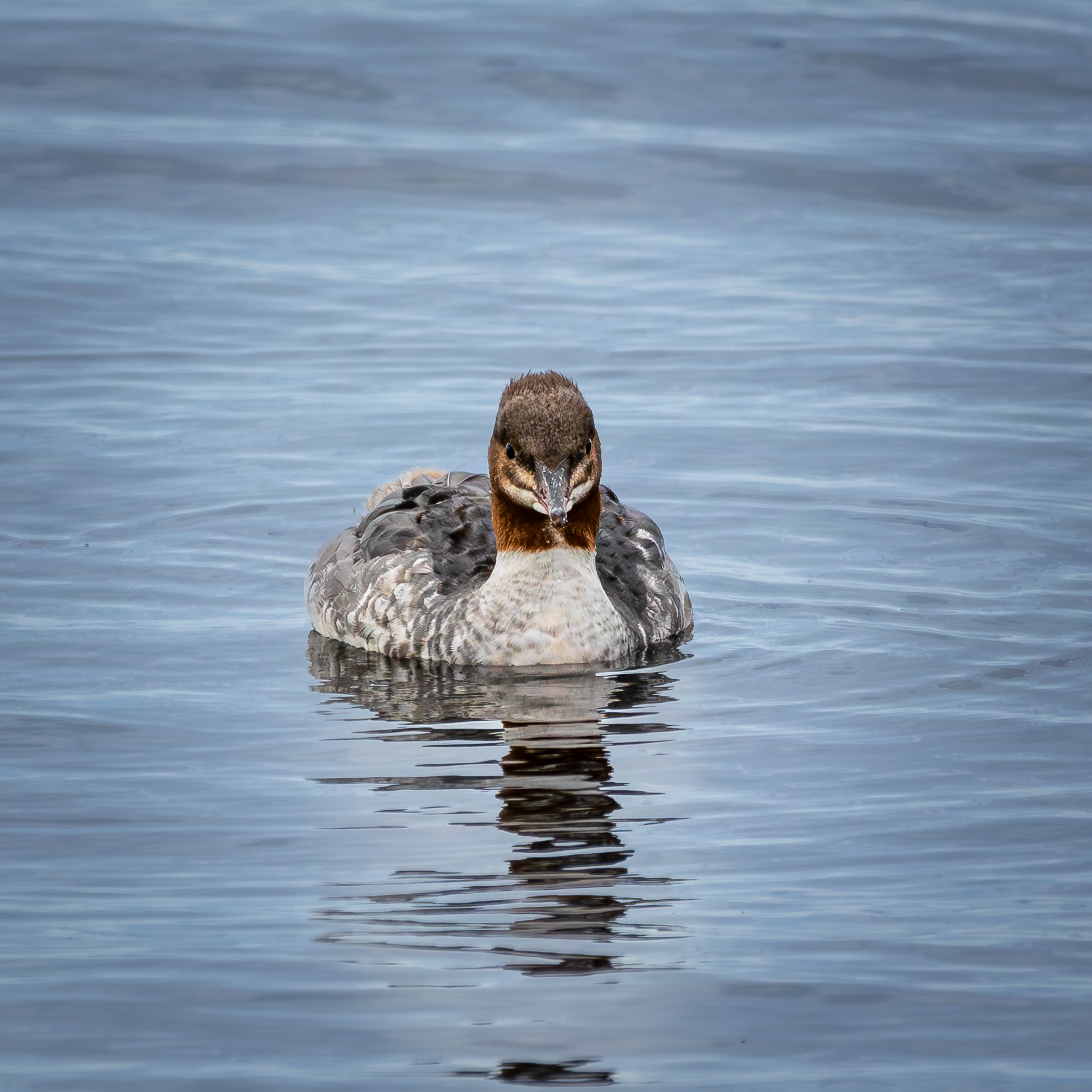 Common Merganser