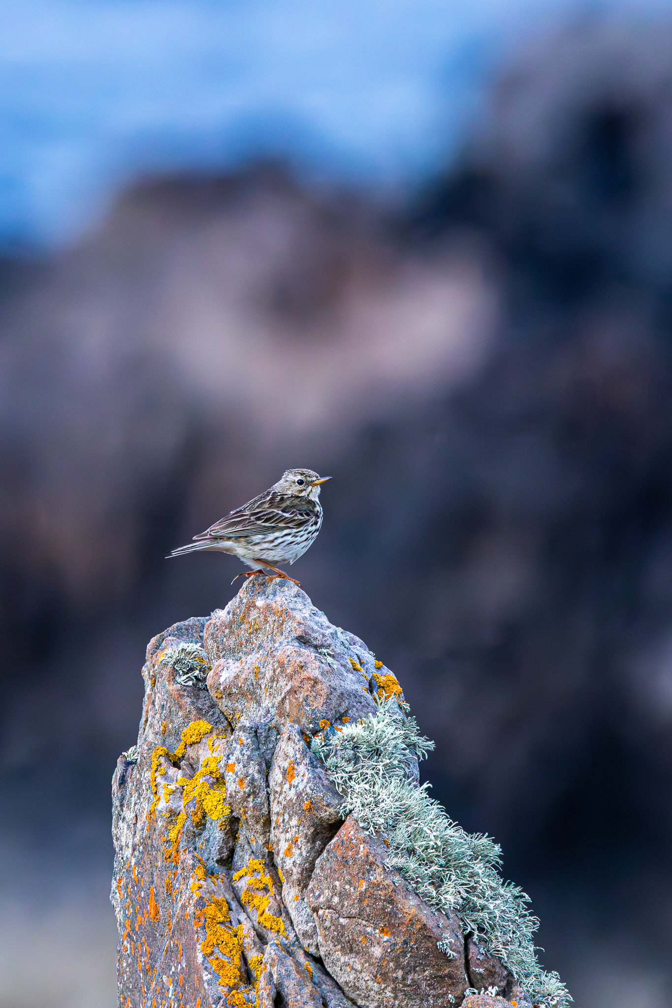 Meadow Pipit