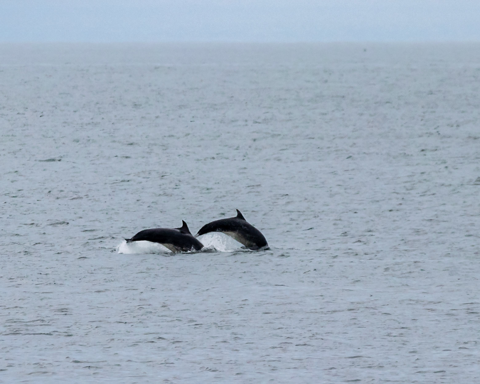 Bottlenose Dolphins at Strathlene