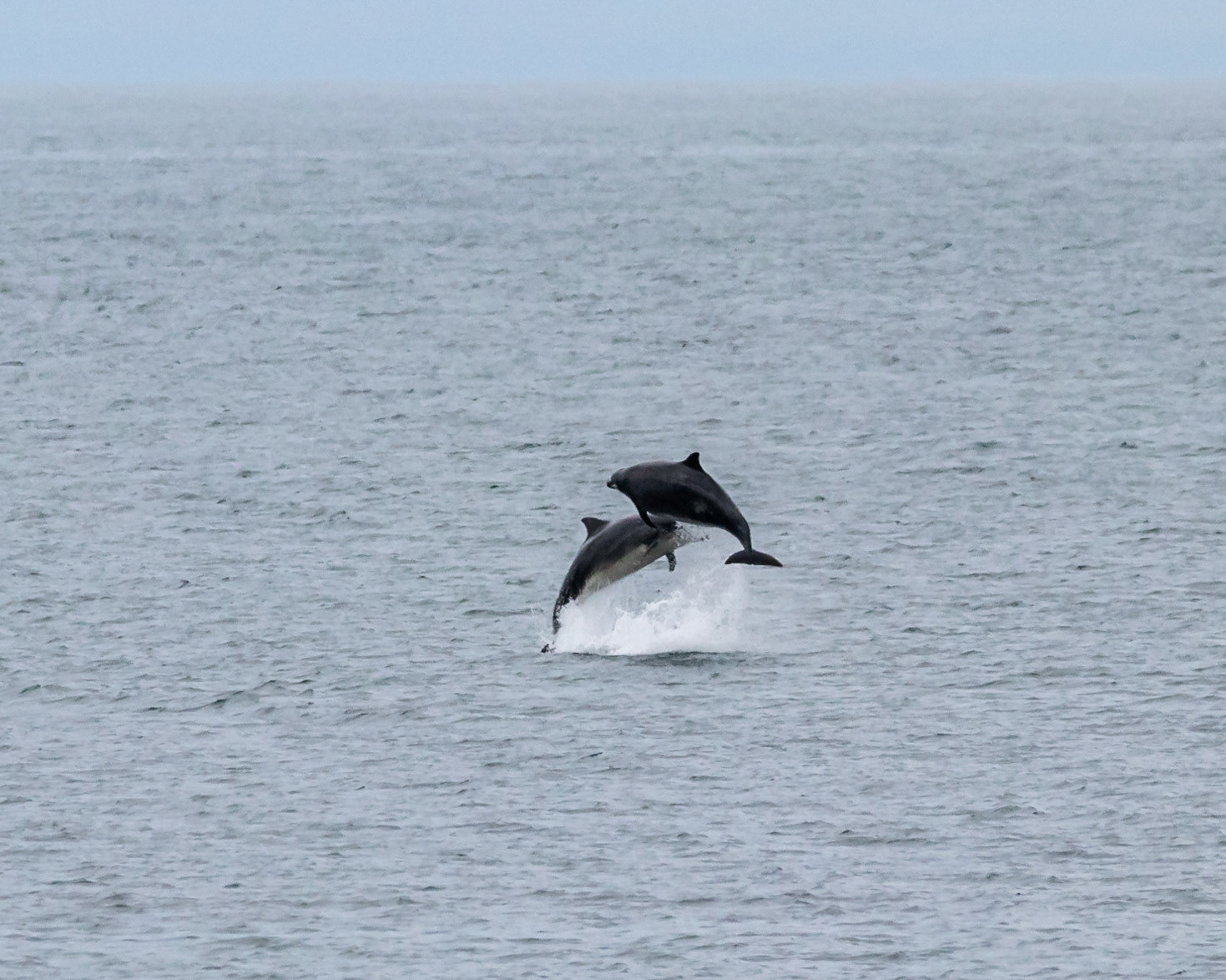 Moray Firth dolphins