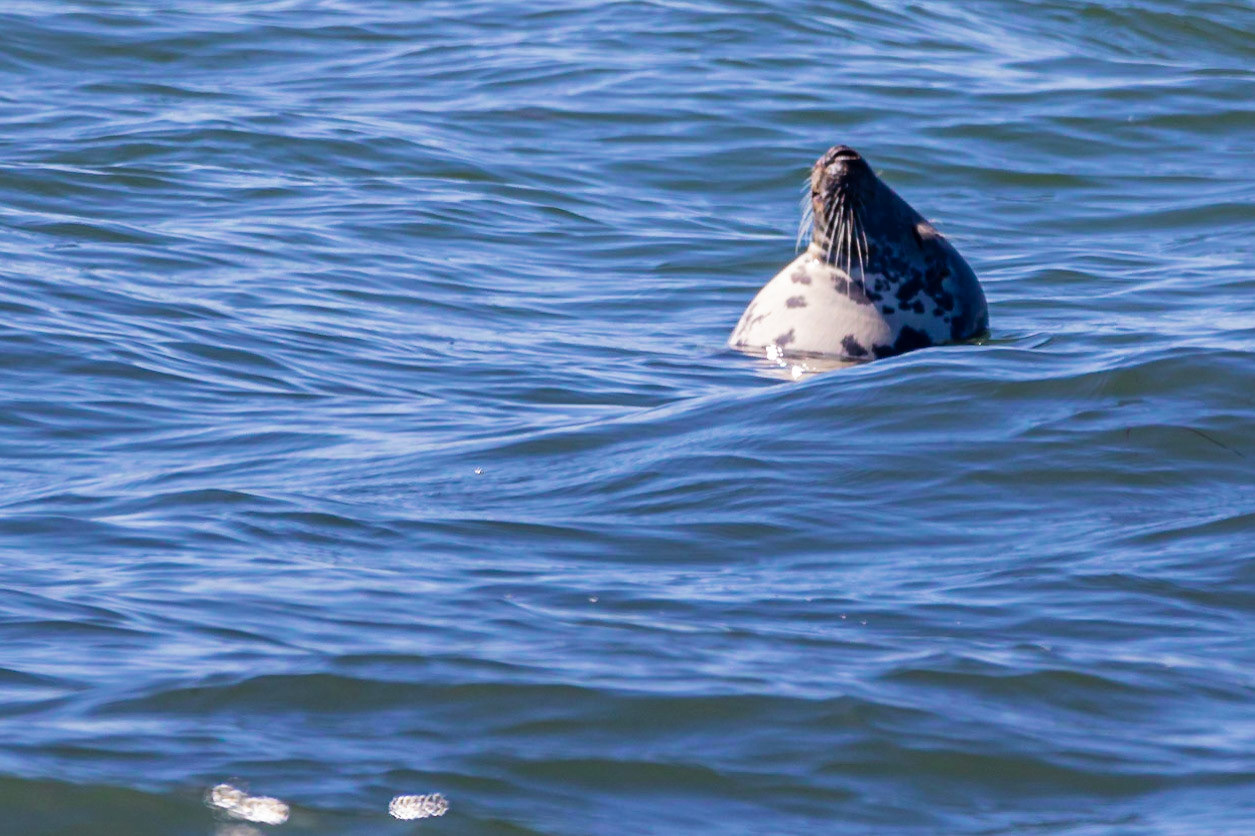Seals of Craigenroan