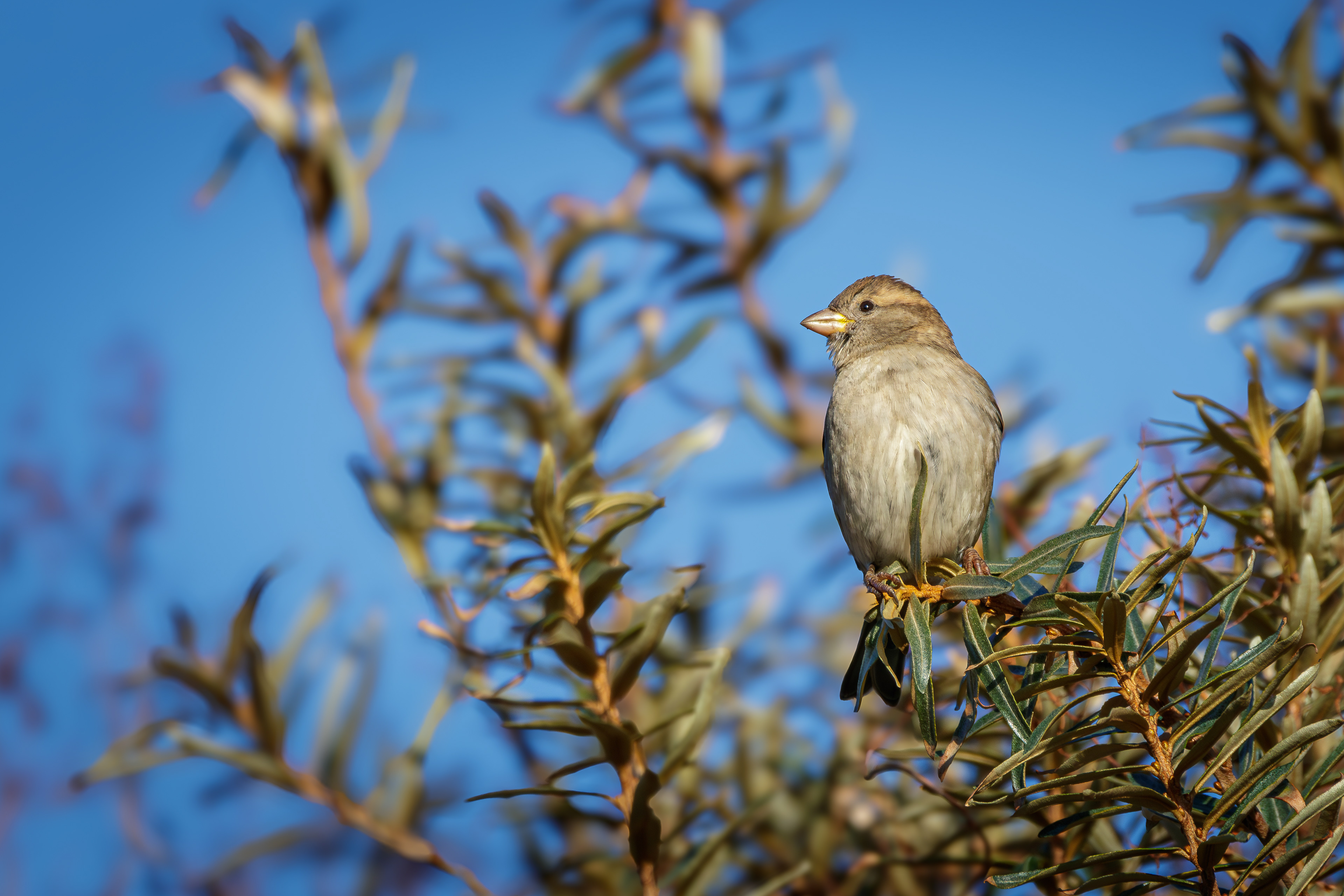 House Sparrow
