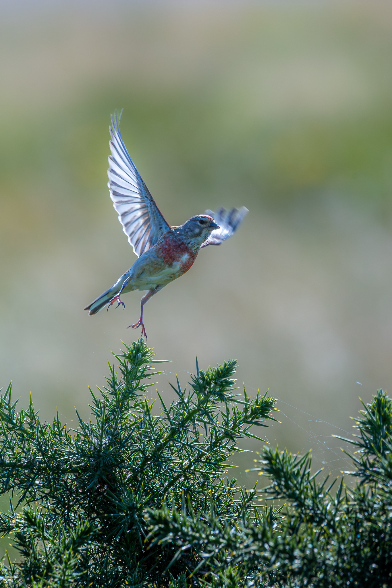 Linnet