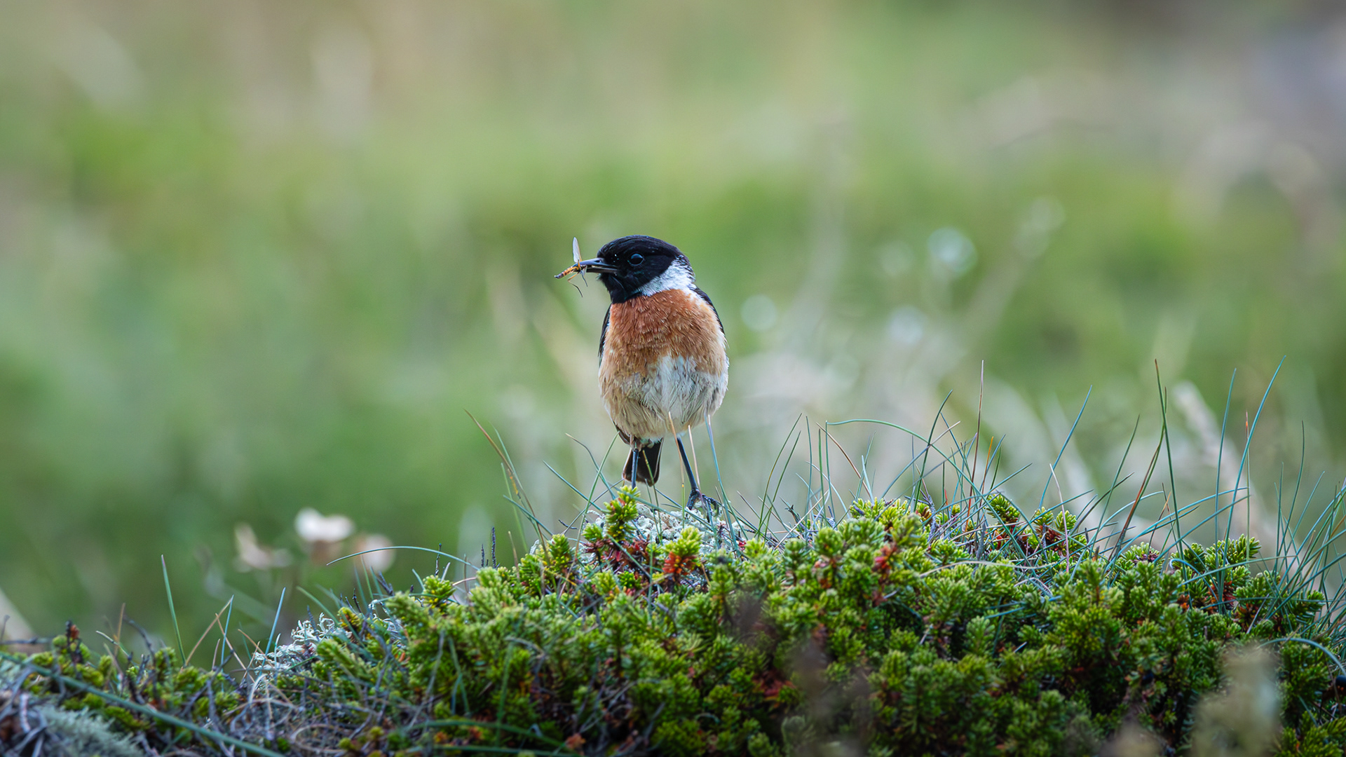 Stonechat
