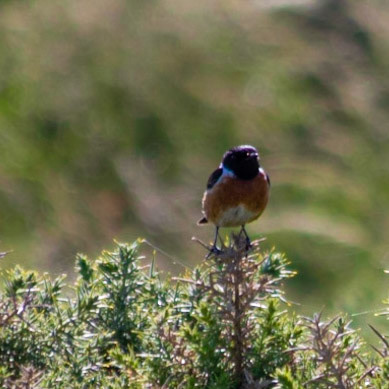 Stone Chat singing in summer