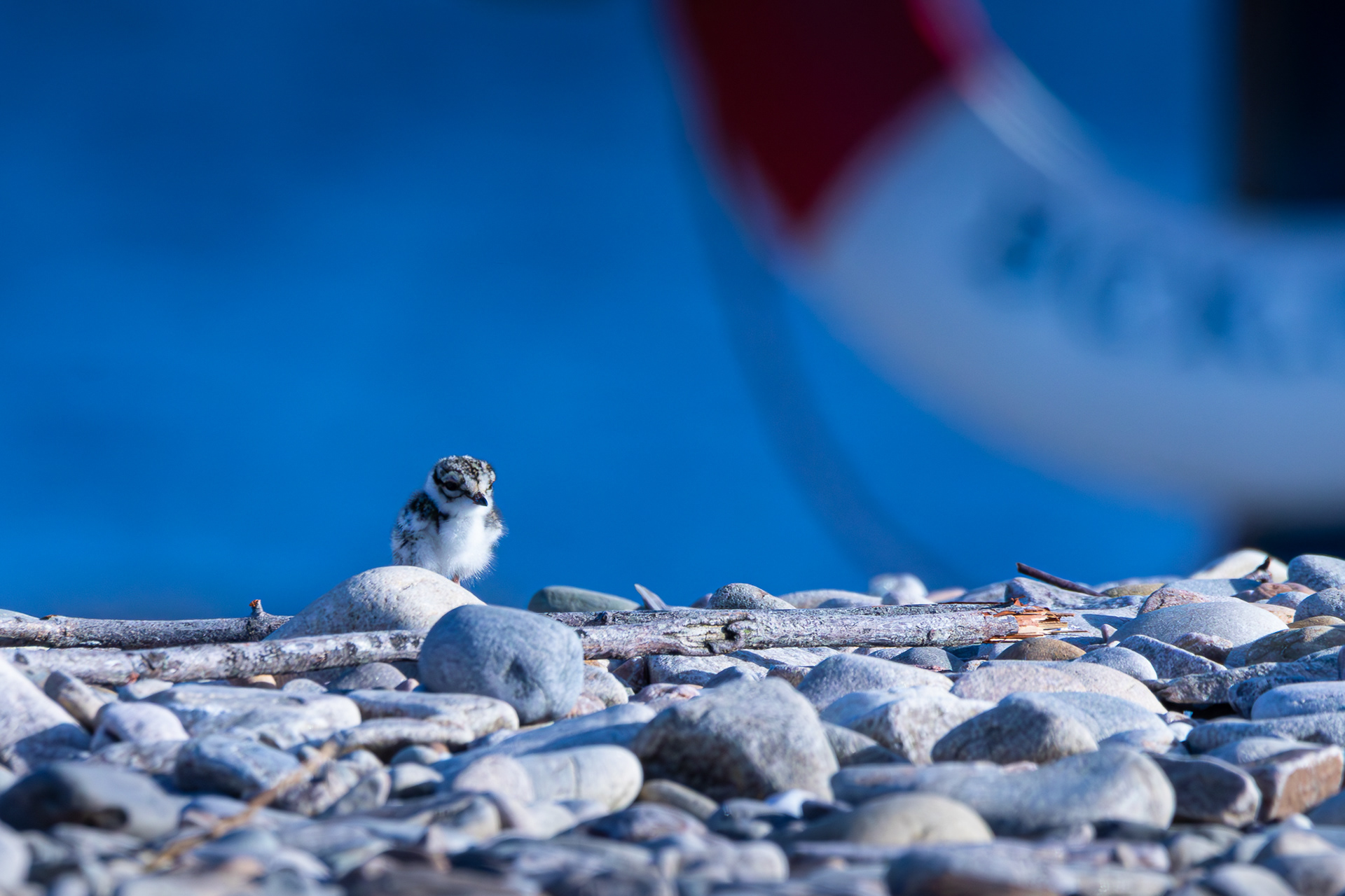 Ringed Plover chick