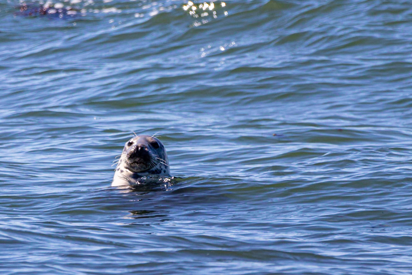 Seals of Craigenroan