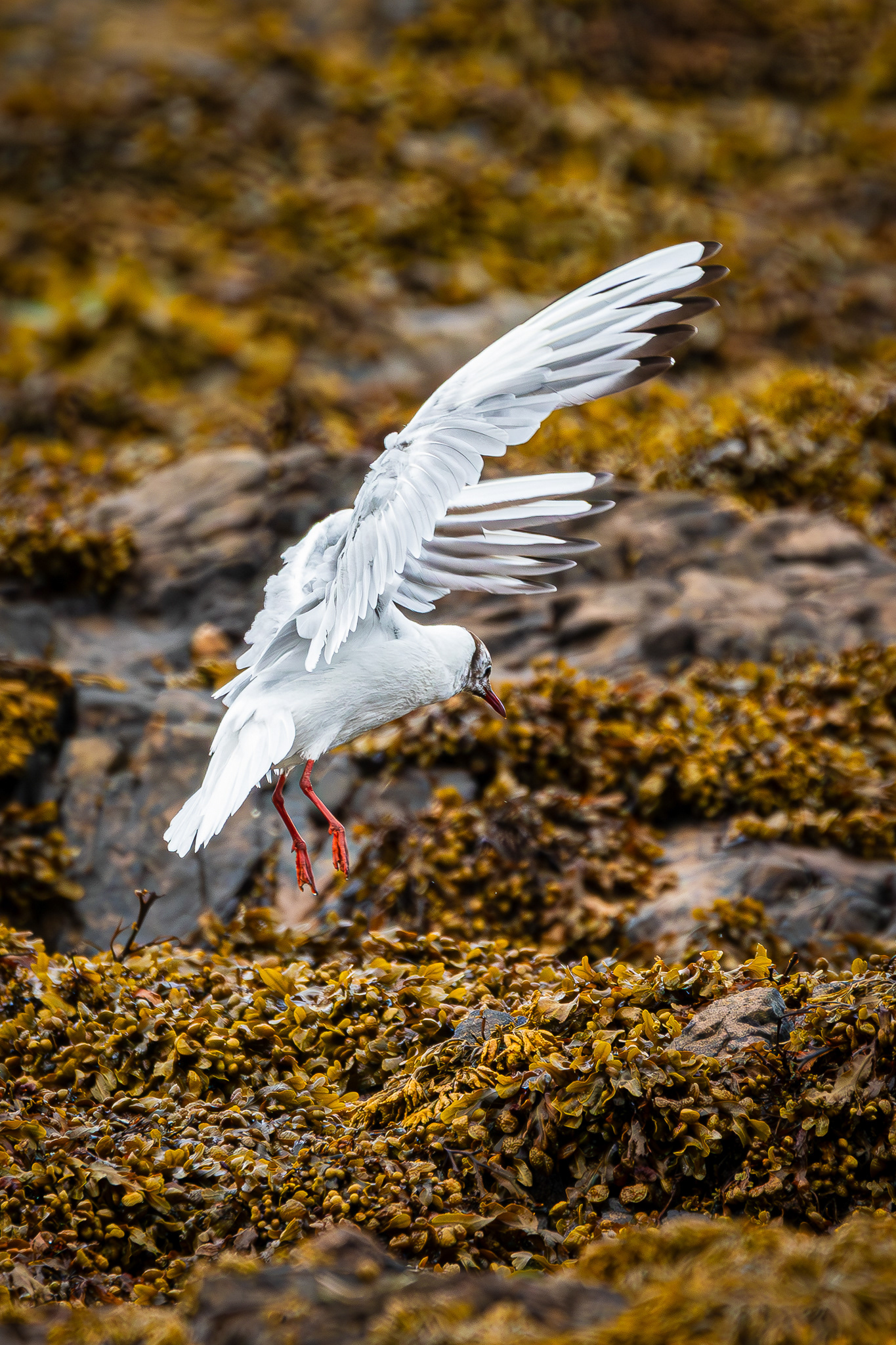 Black Headed Gull