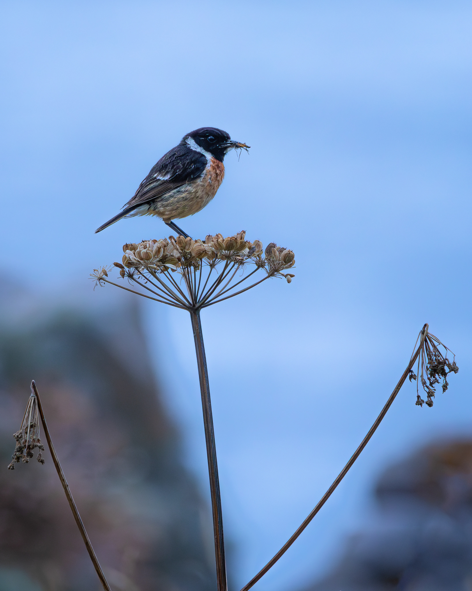 Stonechat