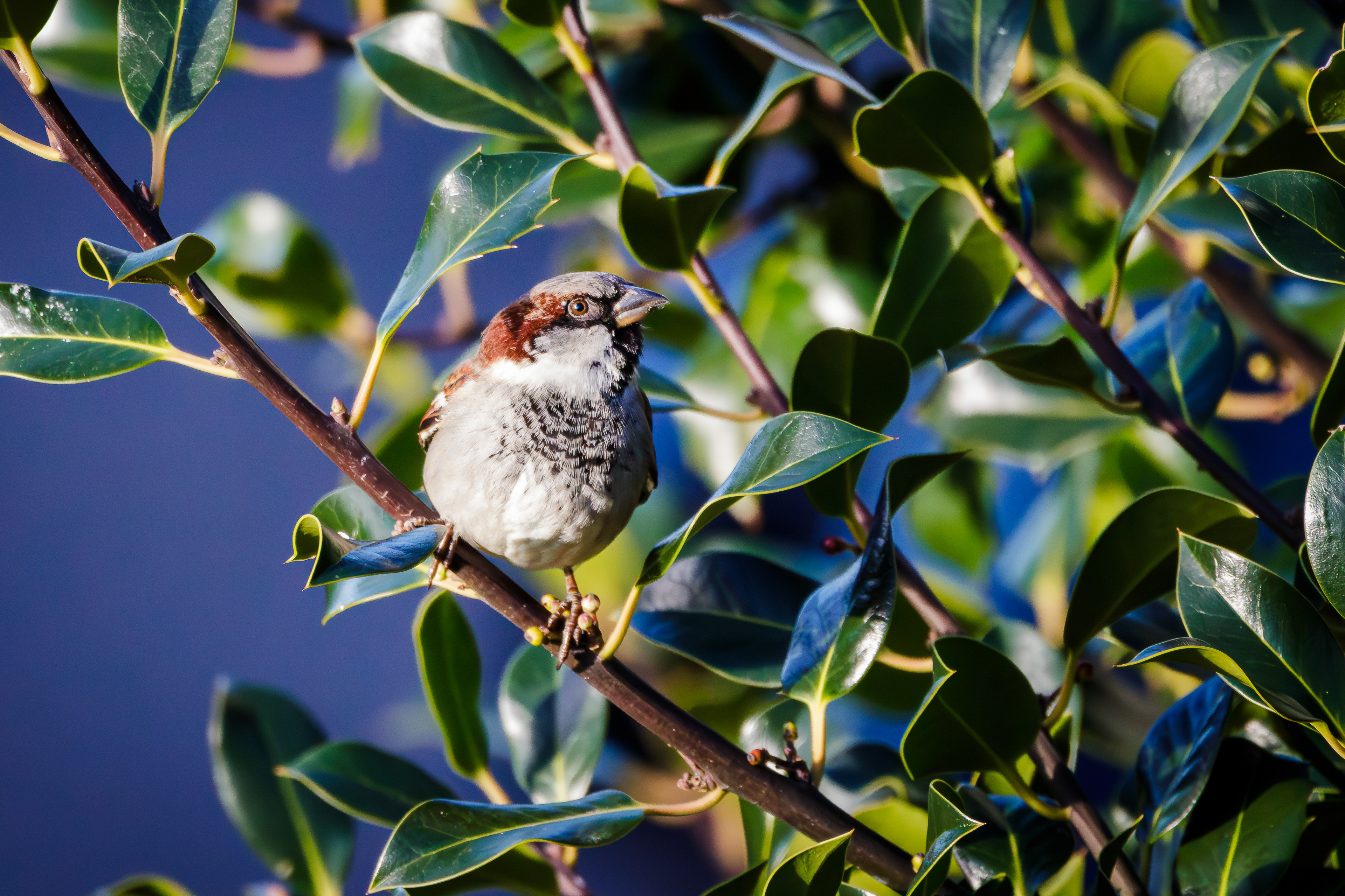 House Sparrow