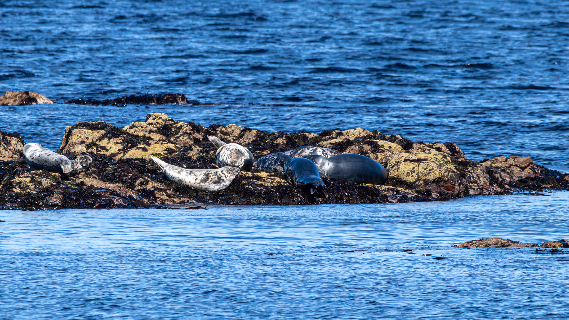 Seals on Craigenroan