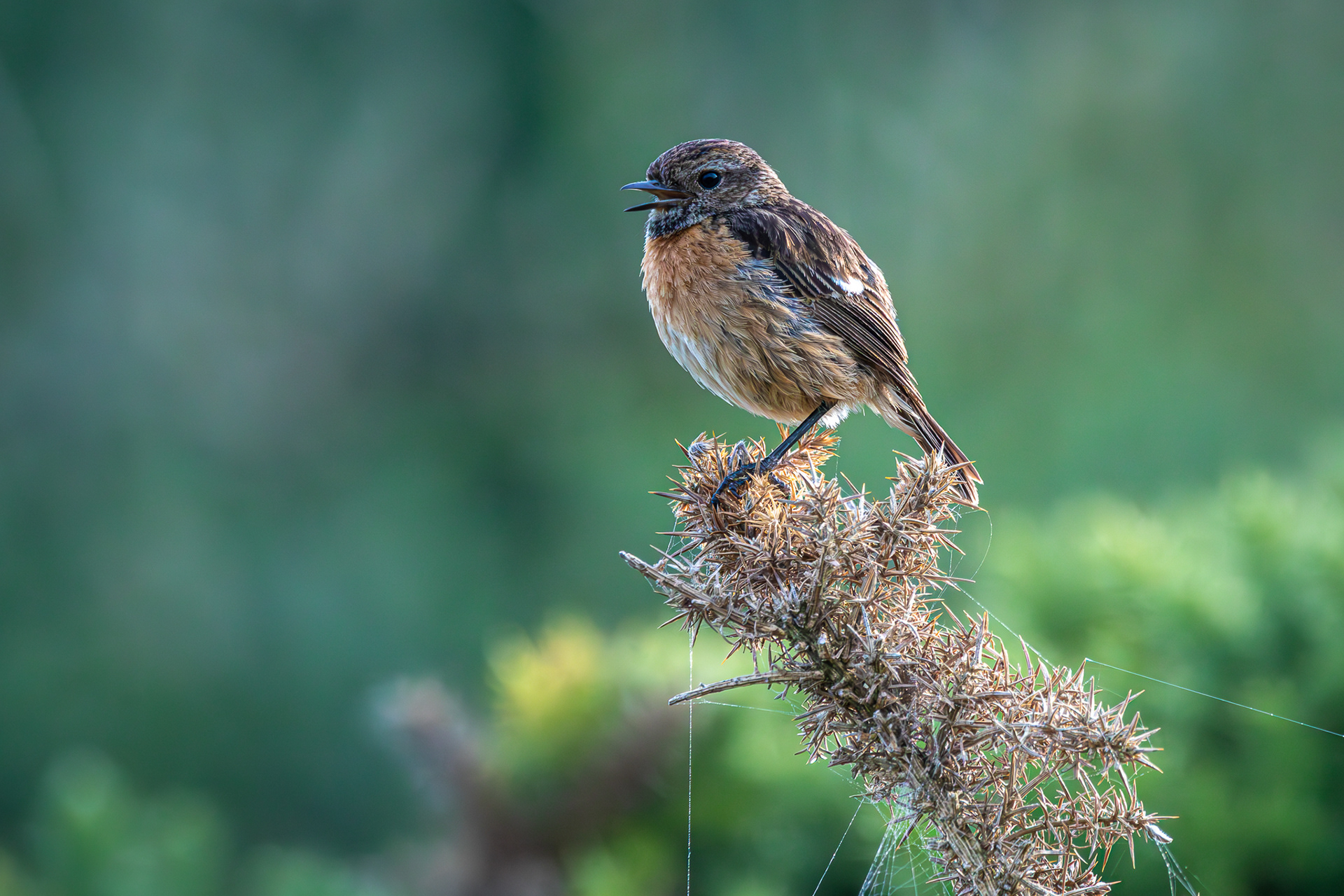 Stonechat